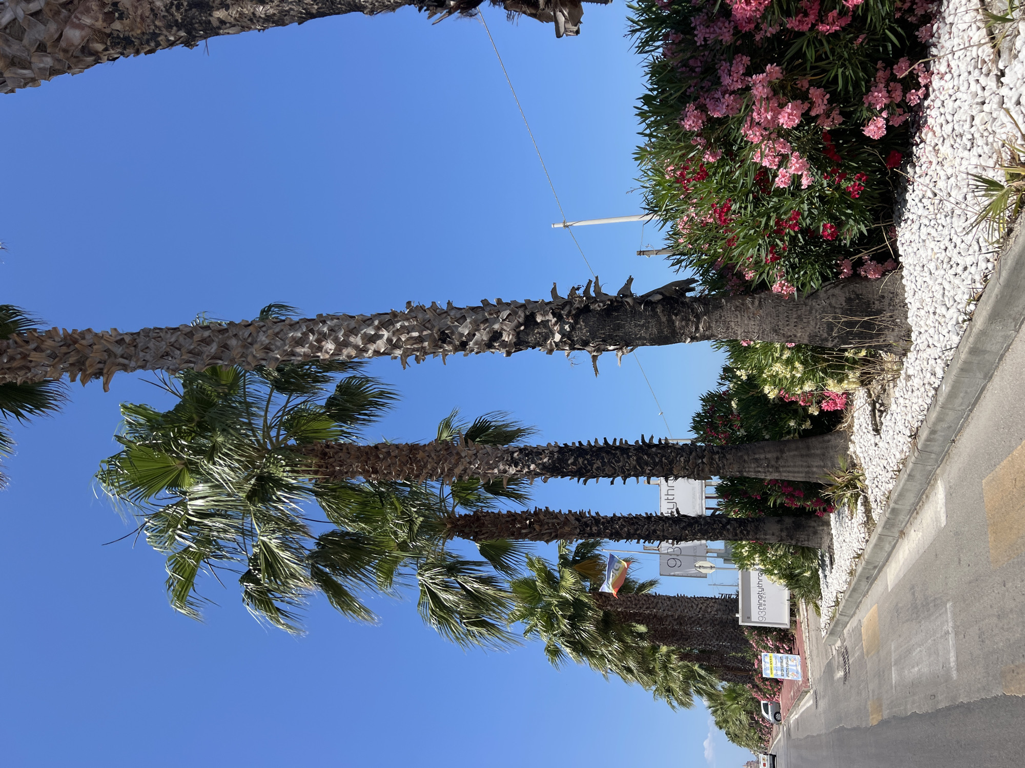 The image depicts a street scene in Margherita di Savoia, Italy, on a clear, sunny day. The perspective is from a low angle, looking up towards the sky, with several palm trees dominating the foreground. The palm trees are tall and have rough, textured trunks, with green fronds fanning out.
Beside the palm trees, there is a lush green bush laden with vibrant pink and red flowers, likely oleander, and a border of white pebbles. A light pole and a wire are visible against the bright blue sky. Further down the street, there are white signs with text, some of which are partially obscured by the palm trees. One visible sign reads "93 RHYTHM BEACH". Another sign below it has a colorful graphic and text that is difficult to read.
The street itself is paved with asphalt, marked with yellow and white lines, indicating a road and pedestrian crossing. A curb separates the road from the planted area. In the distance, a few vehicles are visible, suggesting a public street. The overall impression is of a warm, pleasant day in a Mediterranean coastal town, likely during daylight hours given the bright sunlight and clear sky. No people are explicitly visible in the frame.