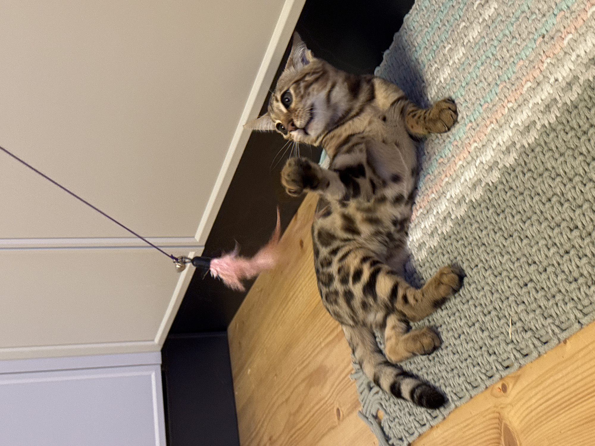 A Bengal kitten plays with a pink feather toy attached to a string and a bell. The kitten is lying on its back on a grey, woven mat with stripes of pale blue and pink. The mat is on a light-colored wooden surface. Behind the kitten, there is a white cabinet with a black border. The kitten's fur is patterned with dark spots and stripes on a tan background. Its eyes are wide and alert, suggesting focus on the toy. The lighting is warm, possibly indicating indoor lighting or late afternoon sun. The overall scene conveys a playful and domestic atmosphere. The location is Rzhev, Russia. There is no visible text in the image.