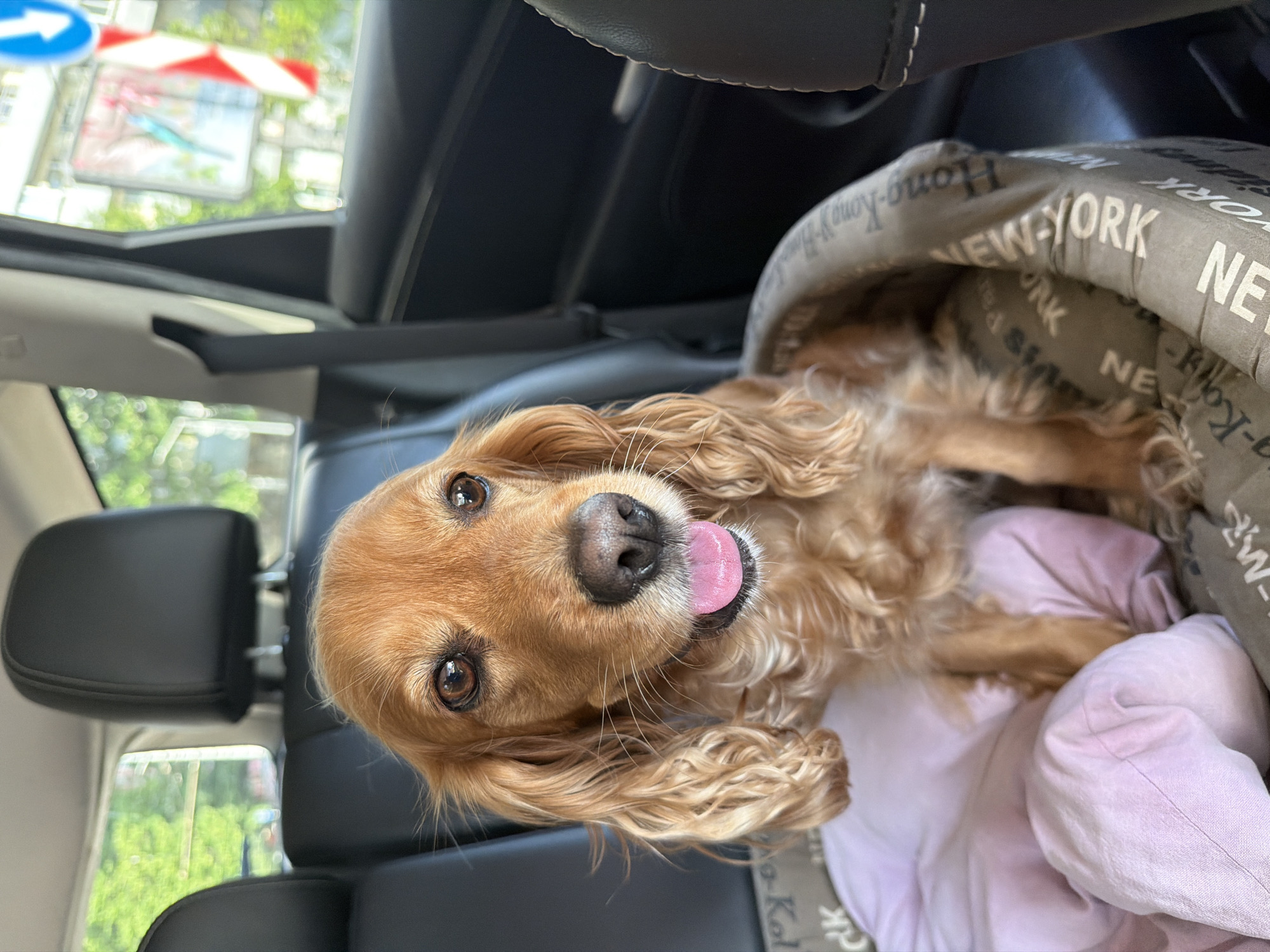 A medium shot shows a golden-brown Cocker Spaniel sitting in a dog bed inside a car. The dog's tongue is sticking out, indicating it's likely panting or has just had a drink. The dog bed is gray with the words "NEW YORK" written in white block letters. The bed is resting on a light purple blanket. The background shows a car interior with black leather seats and a headrest. Through the car window, there is a blurry view of trees and a street sign.