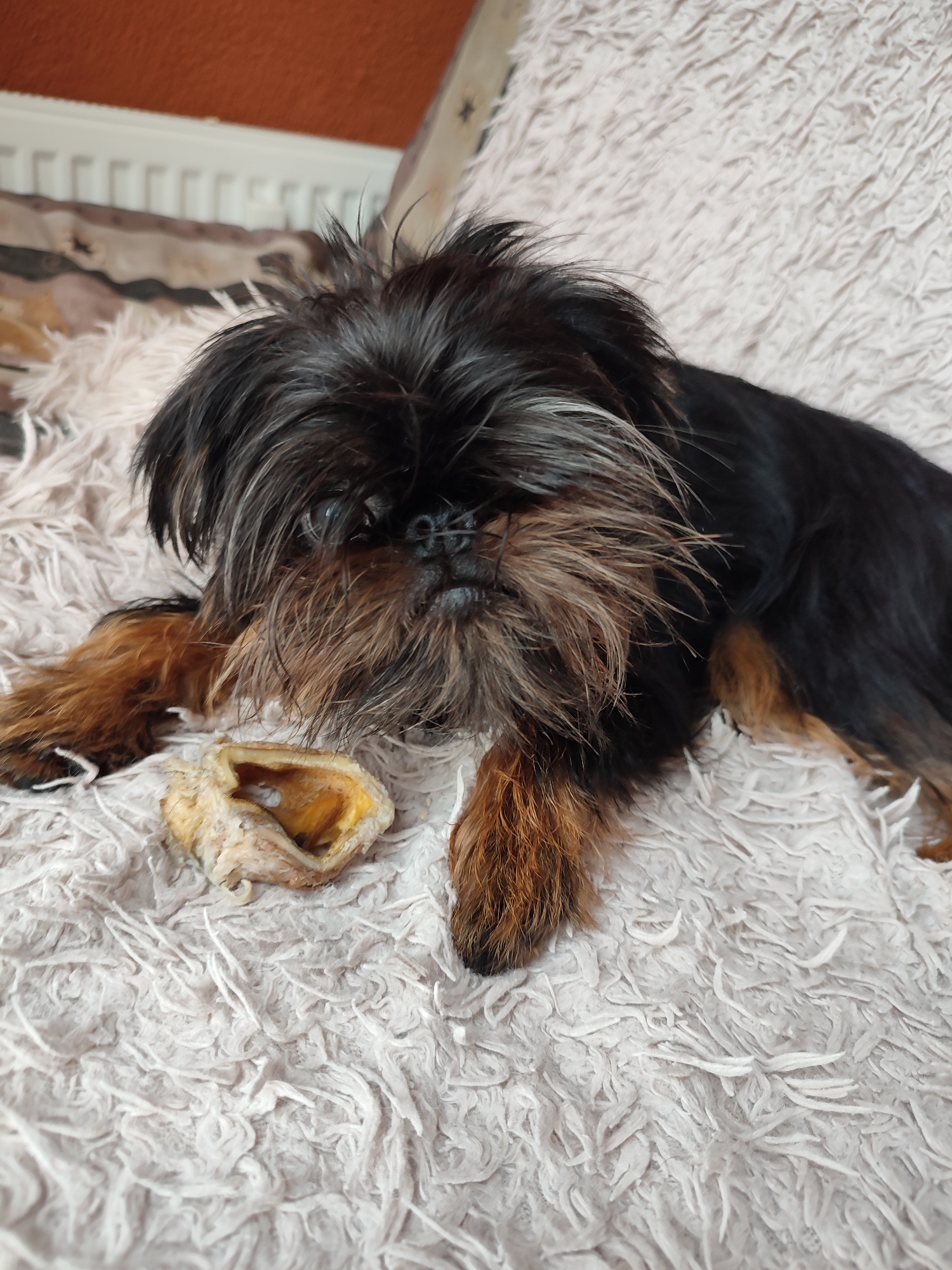 A small, black and tan Brussels Griffon dog with shaggy fur is lying on a fluffy, cream-colored blanket. The dog has a dark muzzle with lighter brown and grey hair, and its ears are partially obscured by its fur. Its eyes are dark and appear to be looking slightly to the left of the camera. In front of the dog, on the blanket, is a piece of dried dog chew, light brown and somewhat hollowed out. The background shows a sliver of a radiator and a textured, orange wall, suggesting an indoor setting, potentially in a residential area like Murino, Russia, given the context of the prompt. The overall impression is one of a domestic scene with a pet enjoying a treat.