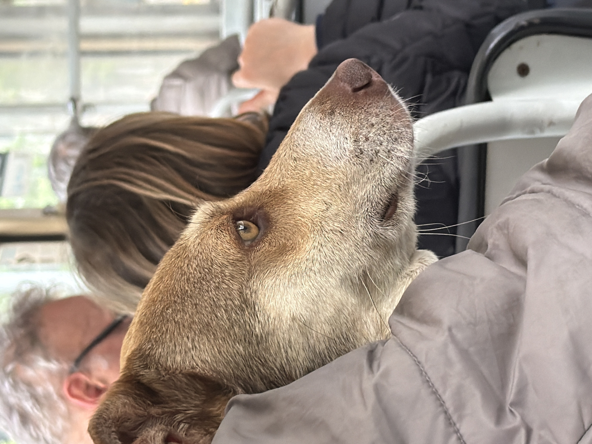 The image depicts a close-up shot of a dog's head looking upward, with the dog being held by a person wearing a beige jacket. In the background, out of focus, are several people, including a woman with shoulder-length brown hair and a man with gray hair and glasses. The setting appears to be indoors, possibly a vehicle or tram, with a window visible in the background. There is a glimpse of white metal bars, possibly parts of the vehicle's structure. There is no specific information given that could be used to determine this location as Sofia, Bulgaria.