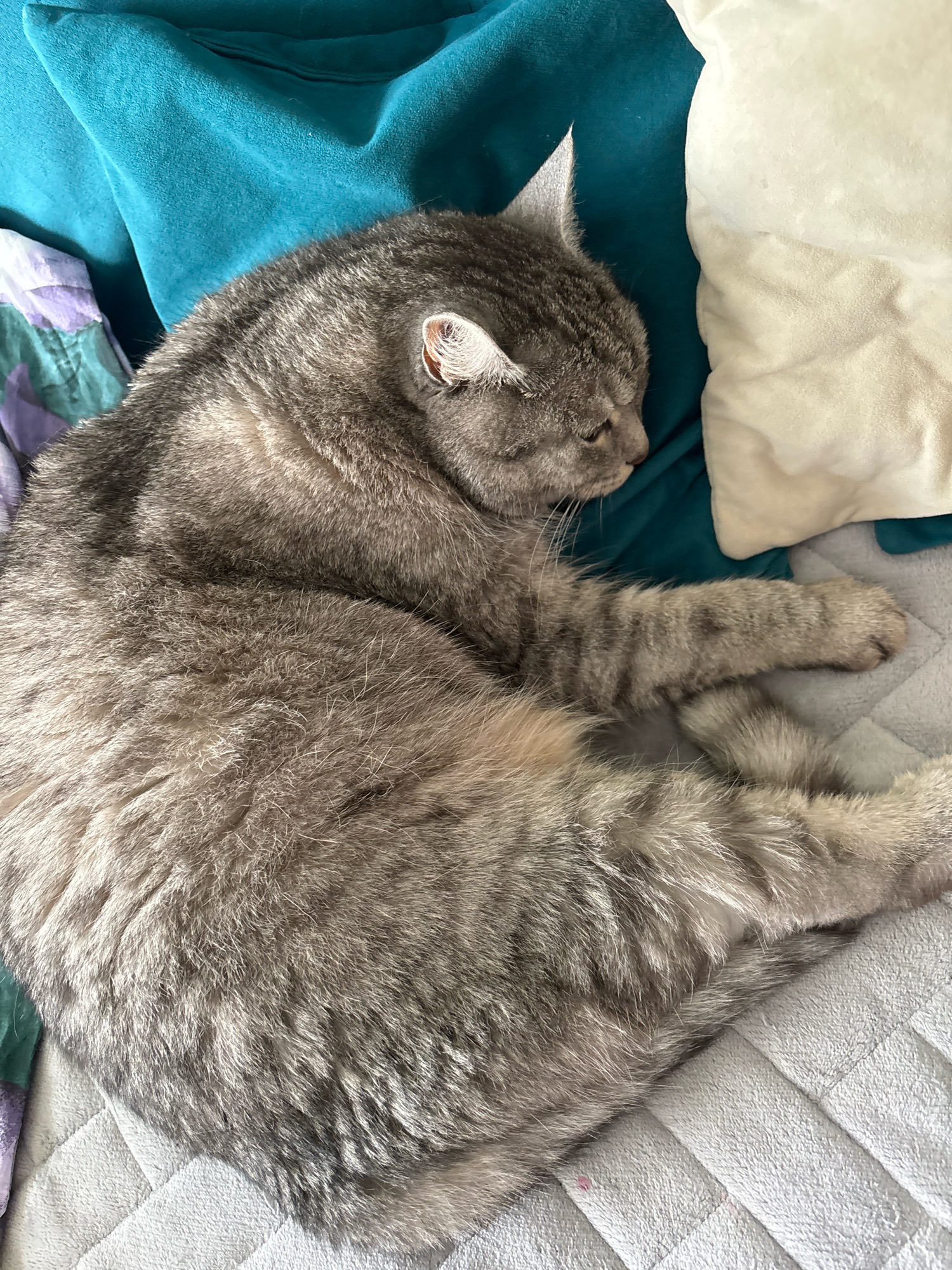 A grey tabby cat sleeps curled up on a grey quilted blanket. The cat is positioned in the center of the frame, with its head tucked towards its body. Behind the cat, a teal pillow and a cream-colored pillow are visible. To the left of the cat, a portion of a patterned fabric, in shades of purple and green, is also visible. The lighting in the image is natural and appears to be coming from the right side. The background is soft and out of focus, drawing attention to the sleeping cat. The scene is tranquil and domestic.