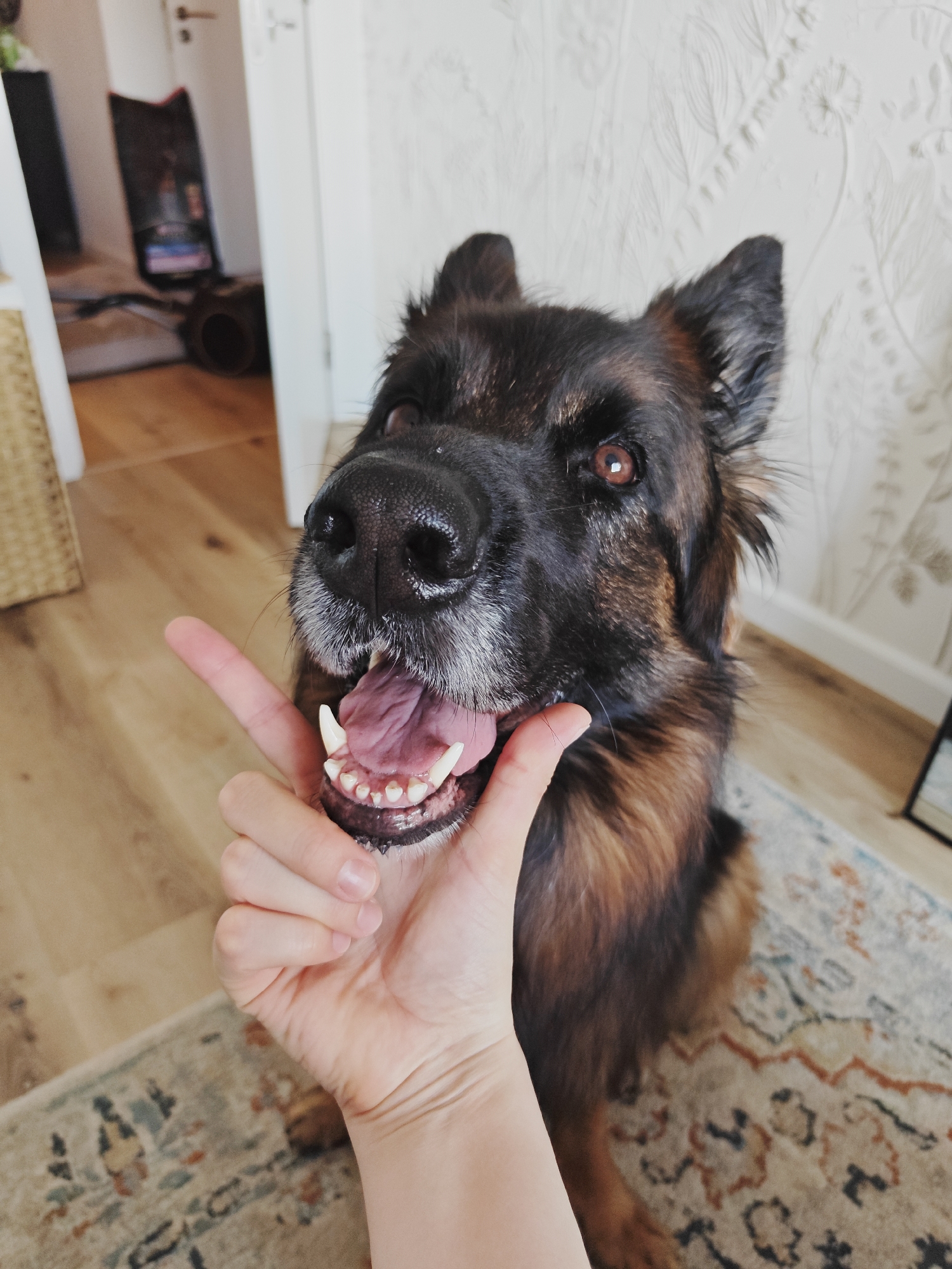 An eye-level, medium shot captures a German Shepherd dog with its mouth open, revealing its teeth and tongue. A human hand is positioned in the foreground, with the index finger and thumb raised, as if gesturing or interacting with the dog. The dog's head is angled towards the camera, with its dark brown eyes looking forward. The background consists of a light-colored wall with a subtle textured pattern, and a portion of a wooden floor with an oriental rug. There are no discernible landmarks to indicate the city of Evere, Belgium. The scene appears to be an indoor setting, possibly a home.