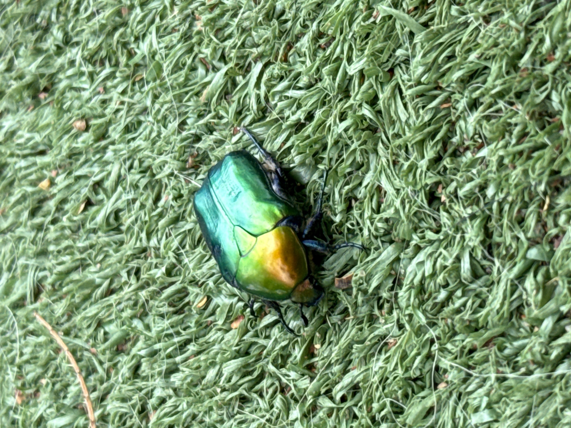 A beetle lies on a surface of synthetic grass. The beetle is iridescent green and yellow. It is located in Petah Tikva, Israel.