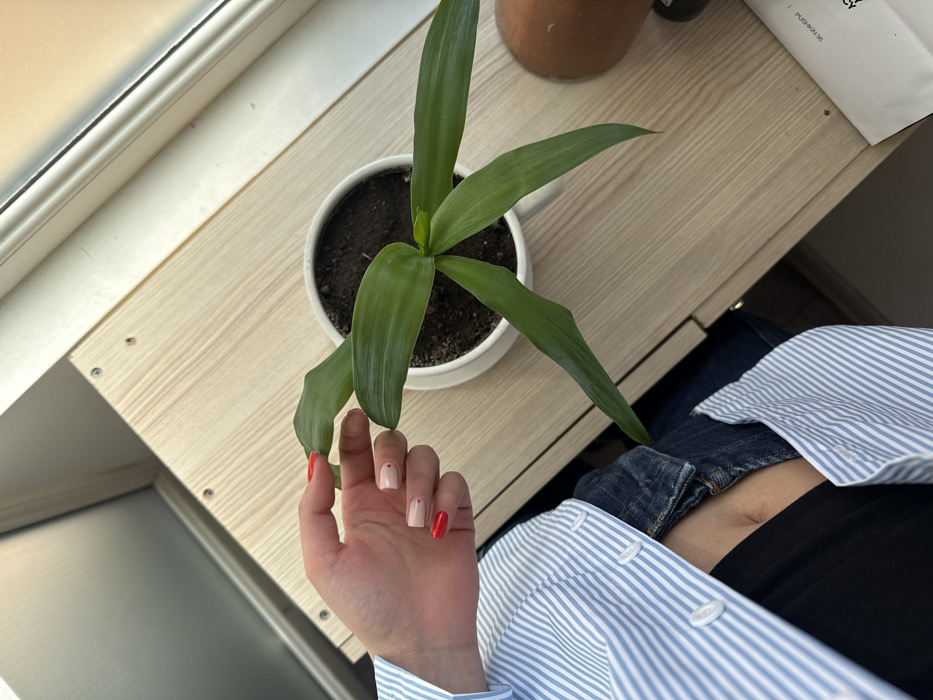 An overhead shot depicts a person's left hand interacting with a potted plant on a light-colored wooden desk. The hand displays manicured fingernails: red polish on the thumb, index, and pinky fingers, and light pink/nude polish with a small red square on the ring finger and a small red dot on the middle finger. The hand gently touches a broad green leaf of a small plant, which is situated in a white ceramic pot filled with dark soil and resting on a white saucer.
The person is partially visible, wearing a light blue and white striped button-down shirt, unbuttoned to expose the navel and a dark garment underneath, along with dark blue denim trousers. The wooden desk surface exhibits a visible grain and appears positioned near a window or glass partition, indicated by a white frame and diffused natural light in the upper portion of the image. Small screw heads are visible on the desk surface near the window frame. A brown cylindrical object is partially visible on the desk to the far right, and a white piece of paper or envelope with text, including "PUSH NOW 30," is also partially visible on the right side of the desk.
The scene is an indoor environment. No discernible visual features within the image confirm a specific location within the city of Yerevan, Armenia, as requested.