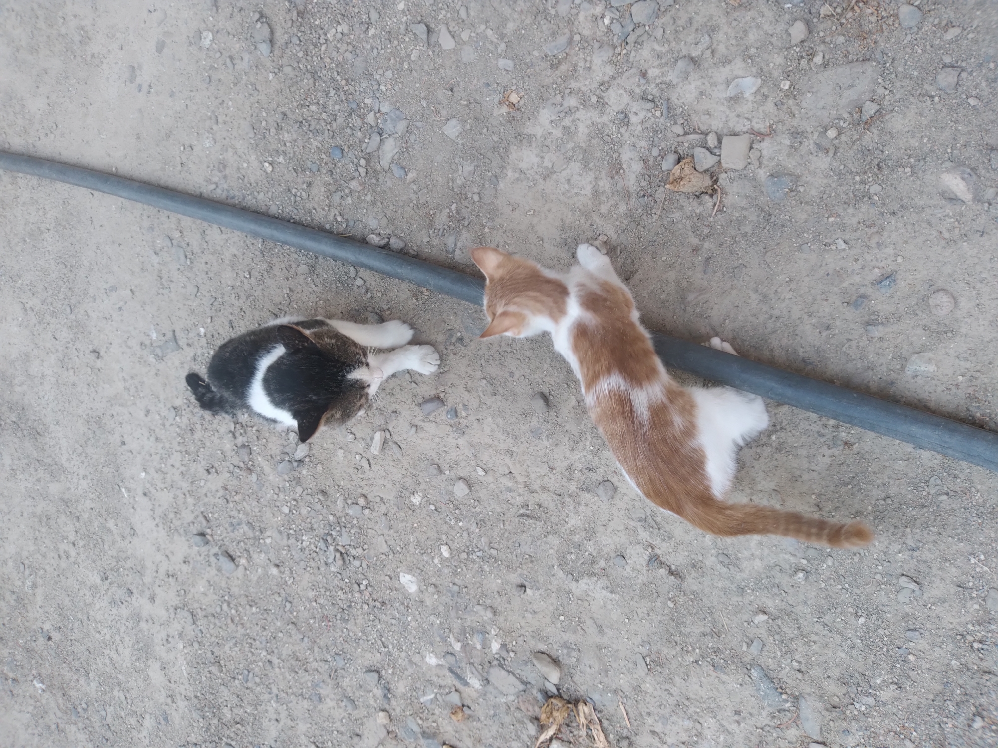 Two cats are present in the image, on a dirt and gravel surface, with a dark gray pipe running diagonally across the frame.
The cat in the foreground is predominantly orange and white, with its body positioned along the pipe. Its paws are on the pipe, and its head is turned to the right, looking away from the camera. The cat's tail is visible and hanging down.
The second cat, in the background, is black and white with patches of gray. It is standing and facing towards the foreground cat, with its head down and its body slightly arched. Its front paws are on the ground, and its tail is up.
The environment appears to be an outdoor setting, possibly a backyard or alleyway, with scattered small stones and some dry organic debris on the ground. The lighting suggests it is daytime. There are no people visible in the image. The overall impression is a natural, unposed scene of two felines interacting in their environment.