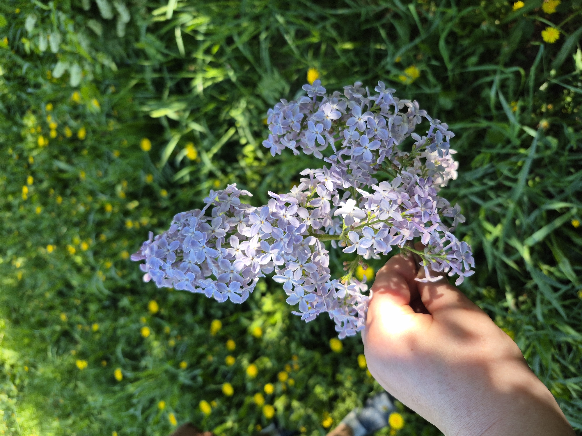 A person's hand holds a cluster of lilac flowers against a background of green grass interspersed with small yellow flowers. The location is outdoors, likely in a field or yard, but there is no definitive information to identify the specific location as Chaikovsky, Russia.