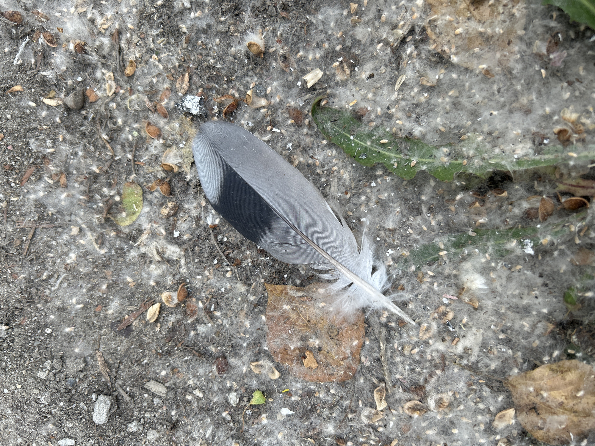 A single grey and black bird feather rests on a patch of ground covered in light-colored downy material, scattered seeds, and small debris. The ground appears to be a mix of dirt and gravel. Several dry leaves and some green vegetation are also visible. The image was taken outdoors. The location of this image is not provided.