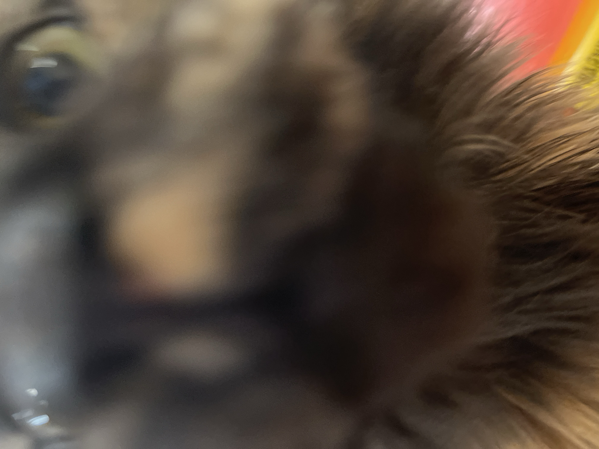 An extremely close-up and heavily blurred photograph captures the face of a domestic animal, likely a cat or dog, looking directly towards the viewer. The primary subject is out of sharp focus, creating an impressionistic visual. Two eyes are partially visible in the upper corners of the frame, exhibiting a light color, possibly green or amber, with dark pupils and distinct vertical reflections indicating a light source. The central and lower portions of the image are dominated by indistinct, dark brown and black fur, suggesting the animal's snout, muzzle, and chest. Towards the bottom, the fur appears lighter brown with discernible, albeit blurry, individual strands indicating a fluffy texture. The background is entirely out of focus, with a bright pink/red and yellow area appearing in the bottom right, providing a contrasting color against the animal's dark fur. The image contains no discernible features or contextual information to identify the location as the city of Tyumen, Russia.