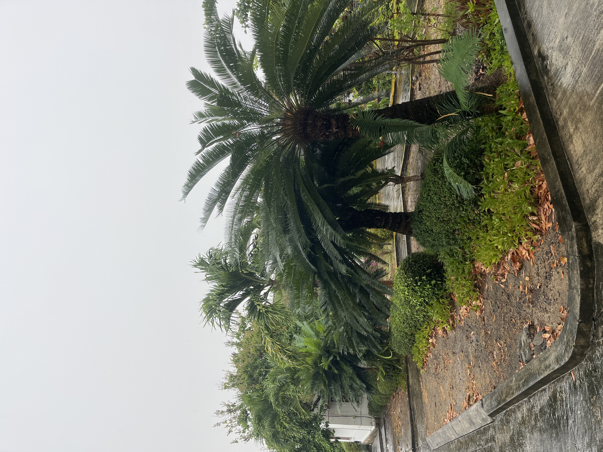 The image depicts a street scene in Bac Nha Trang Ward, Vietnam, characterized by lush vegetation and overcast skies. Two prominent cycad trees dominate the foreground. The larger cycad is centrally positioned and the other is to the left of the larger one, exhibiting a crown of arching fronds. Beneath the cycads, diverse shrubbery and ground cover plants thrive, lining the sidewalk. The sidewalk itself is concrete with a slight incline. A curb separates the sidewalk from the vegetation. The sky is uniformly gray, suggesting a cloudy or rainy day. The overall impression is of a well-maintained street with tropical landscaping.