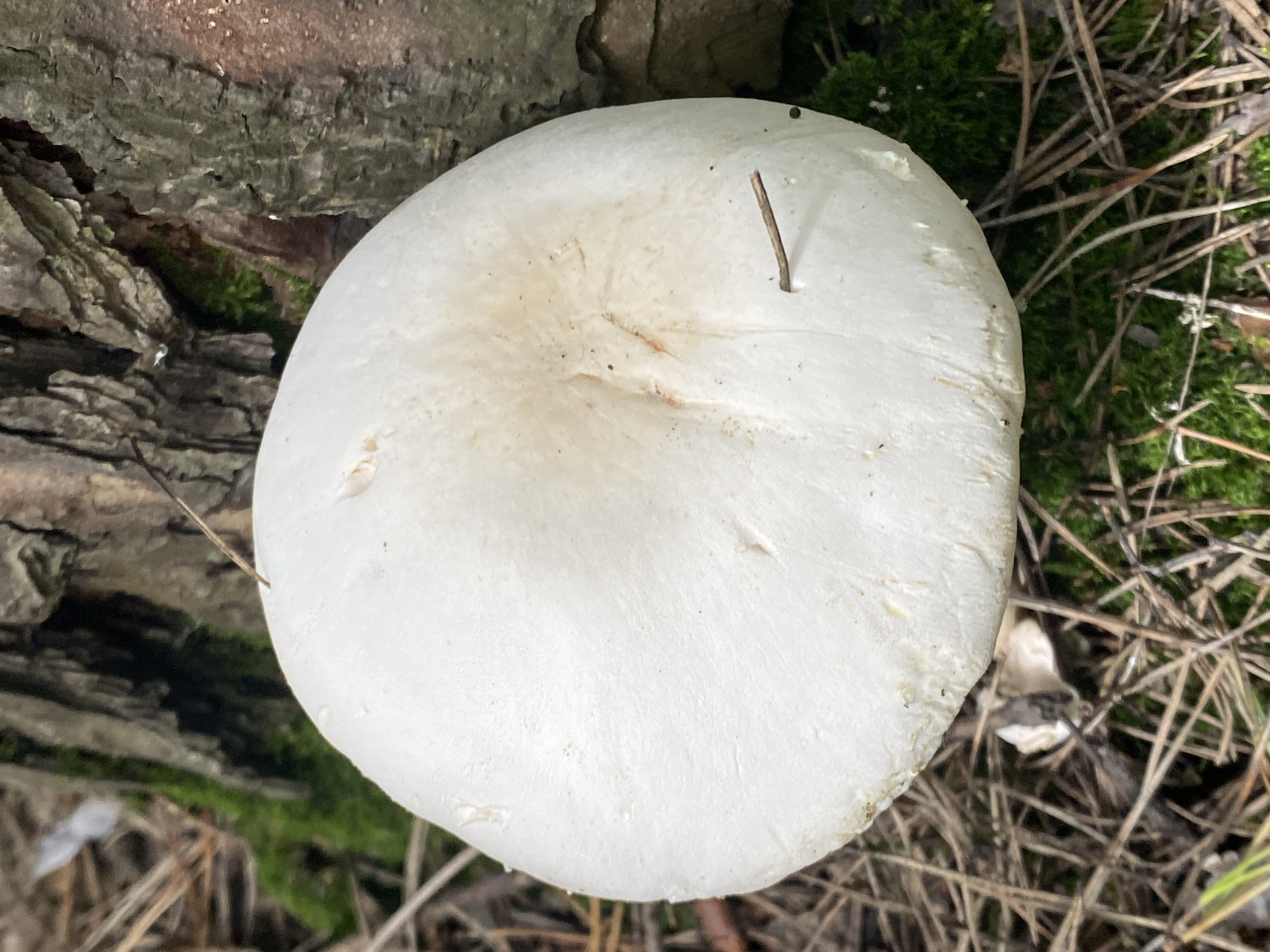 A large, white mushroom with a smooth cap is growing on the forest floor next to the base of a tree. The mushroom is round and slightly domed, with a small piece of a twig piercing its cap. The surrounding area is covered in dry pine needles and green moss. The tree bark is rough and textured, with some green moss growing on it as well. The lighting suggests it is daytime, possibly overcast, as there are no harsh shadows. This scene is likely in a wooded area, possibly a park or forest, within the city of Novokuznetsk, Russia, given the context provided.