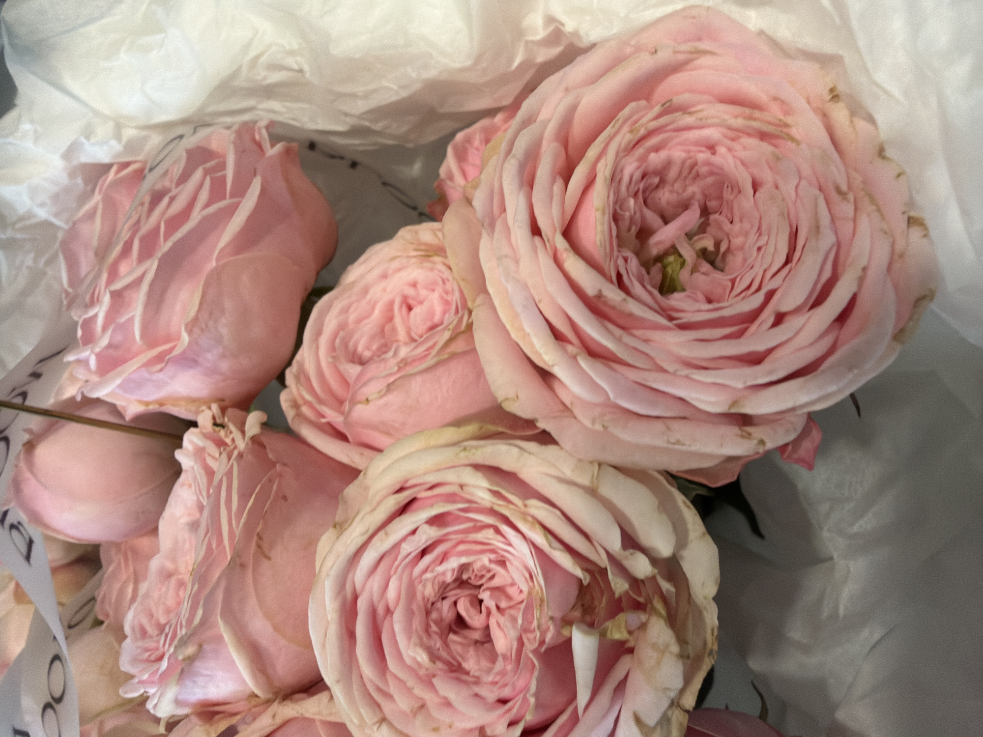 A close-up, overhead view captures a bouquet of pale pink roses nestled in white tissue paper. The roses, in various stages of bloom, exhibit delicate, tightly packed petals. Some of the outer petals show slight browning at the edges. A sliver of a ribbon with black lettering is visible at the top of the frame. The background is softly blurred, focusing attention on the floral arrangement. The image is taken indoors with natural lighting.