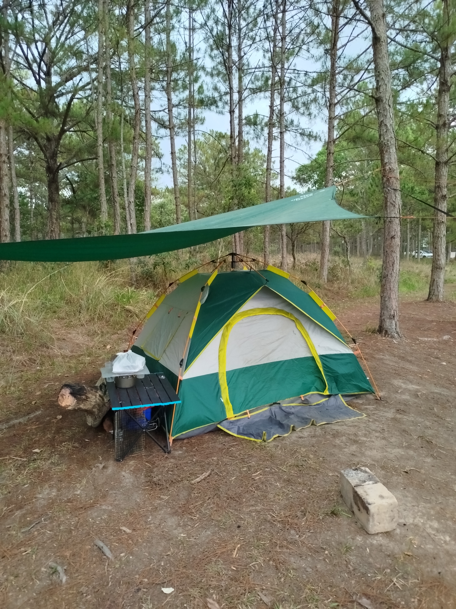 A campsite is set up in a pine forest. A green and white tent with yellow trim sits under a green tarp strung between the trees. A small, dark-topped table with a wire rack sits next to the tent and holds a plastic bag and metal pot. To the side of the tent is a gray mat. A gray brick is visible on the ground near the tent. The ground is covered in pine needles. The campsite is located in the city of Da Lat, Vietnam.