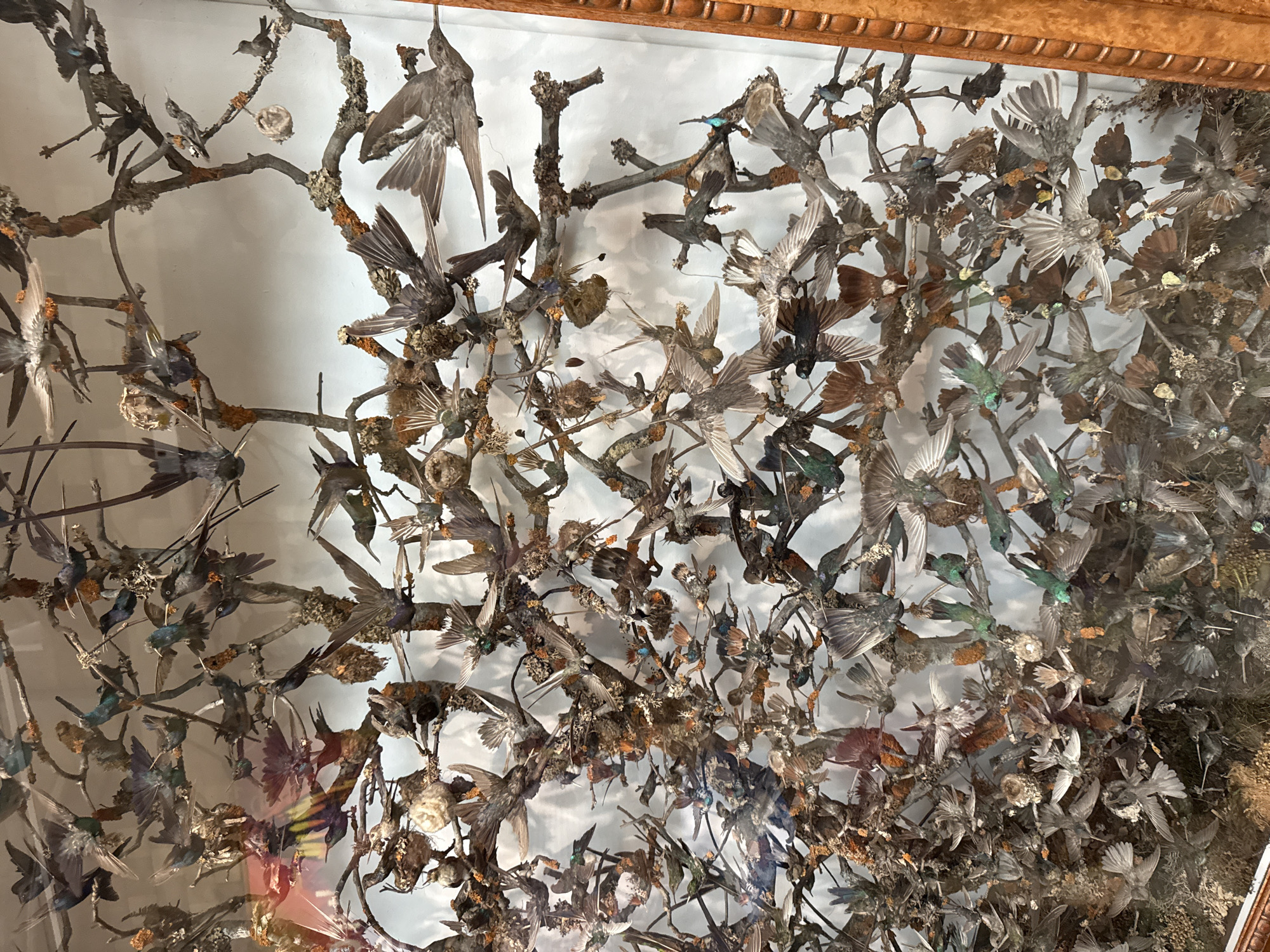 This media file displays a close-up, overhead view of a taxidermy exhibit featuring a dense arrangement of numerous small birds mounted on branches. The birds appear to be in various dynamic poses, mimicking flight, perching, or interaction, with wings spread and heads tilted. The subjects are primarily small birds, with some appearing to be hummingbirds due to their size and iridescent plumage, while others are more generalized passerines. The objects consist of dried branches, some adorned with moss or lichen, and a few small nests. The scene is a display, likely within a museum or private collection, given the controlled presentation and mounting of the specimens. The setting appears to be indoors, against a plain, light-colored background, possibly a white or very pale gray wall.
There is no specific activity or event taking place, as the subjects are preserved specimens. The notable details include the sheer volume of birds, creating a sense of a vibrant, albeit frozen, avian ecosystem. The lighting appears even and diffuse, suggesting it's not tied to a specific time of day. There are no explicit location cues beyond the inferred indoor museum setting. Emotions are not applicable to taxidermy subjects.
There is no visible text in the media file. The frame at the top suggests a wooden border, possibly part of the display case or exhibit housing. The overall impression is one of a detailed and comprehensive collection of ornithological specimens.