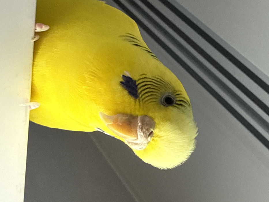 This scene is located within the city of Anapa, Russia. The image displays a close-up, eye-level view of a single yellow budgerigar, occupying the majority of the frame. The bird's plumage is predominantly bright yellow, with characteristic black striations on its head and upper back, extending towards its visible dark, round eye. A distinct dark blue cheek patch is present below the eye, accompanied by a small white spot. The cere above its light orange-yellow beak appears pale, possibly indicating a female or immature bird. The budgerigar is perched on a flat, opaque white surface, with two pinkish feet and white claws visible gripping the edge in the lower foreground. Its head is slightly tilted, and it gazes upwards and to the left within the frame. The background is a muted gray, bisected by several parallel, diagonal dark gray lines that suggest a structural element such as blinds, slats, or a ceiling panel, running from the upper left to the mid-right. No other subjects or interactions are present. The environment appears to be an indoor setting.