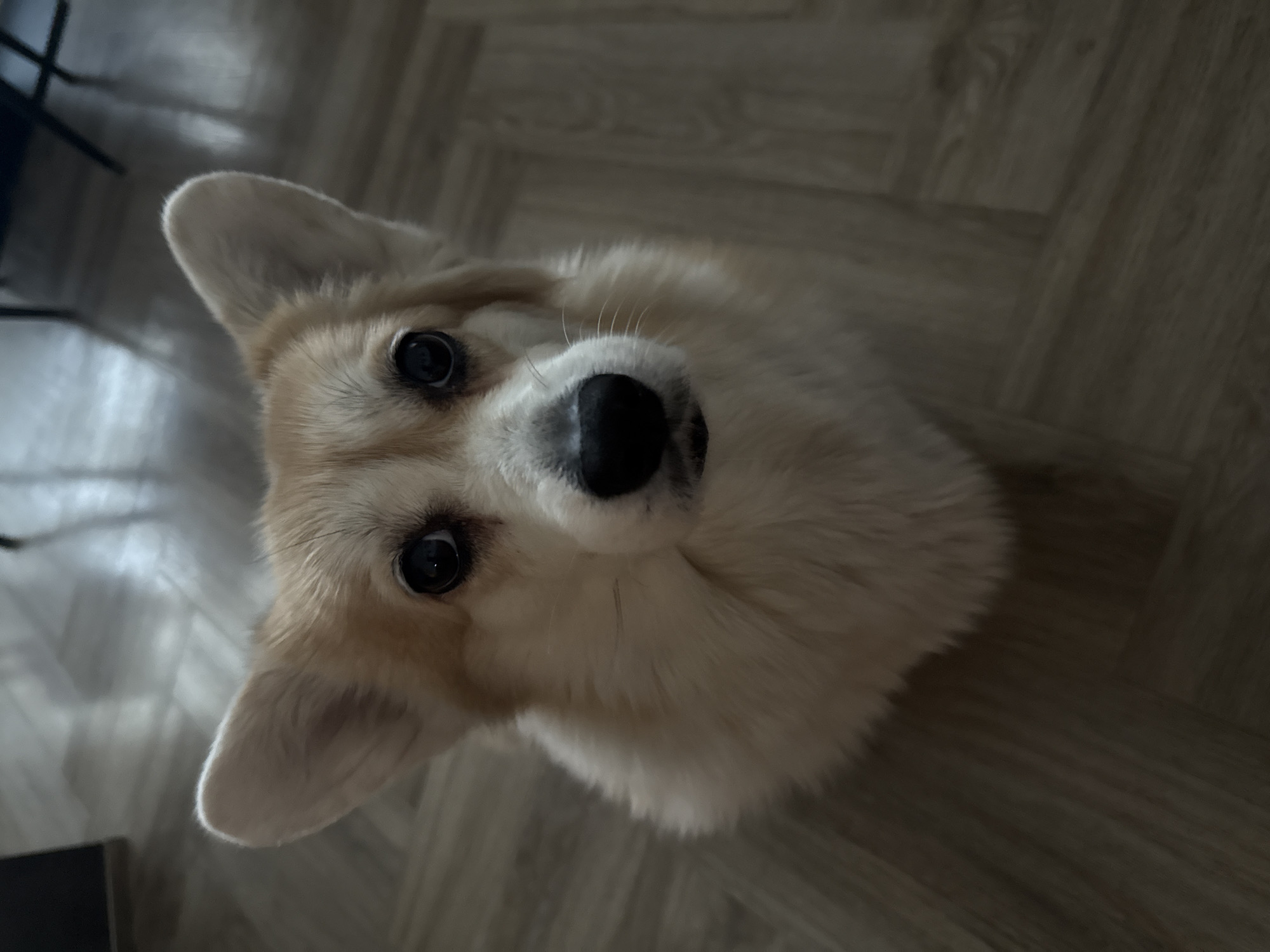A tan and white Corgi dog with erect ears stares upwards towards the camera. The dog's nose is black and shiny, and its eyes are dark. The dog is situated on a parquet wood floor. The location is unspecified and cannot be determined to be the city of Krasnoyarsk, Russia, from the visual evidence alone.