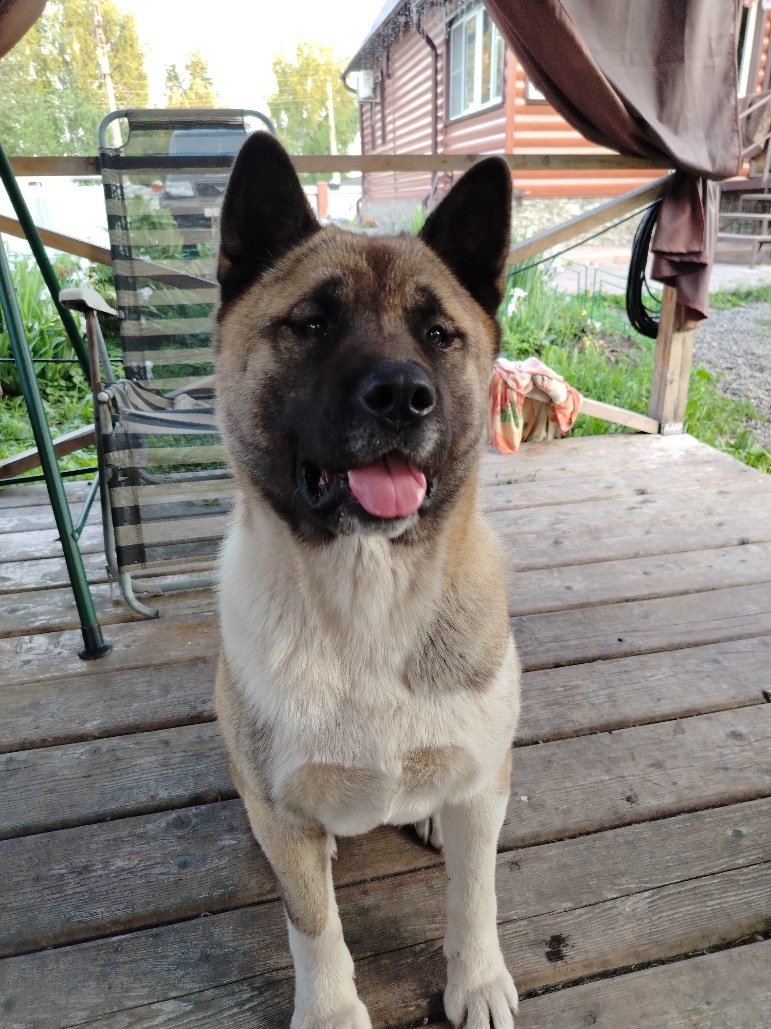 A medium-shot, eye-level, outdoor photograph shows an Akita dog sitting on a wooden porch in the village of Rassvet, Russia. The dog is facing the camera, with its mouth open and tongue visible. The dog has tan and white fur, with dark markings on its face and ears. Behind the dog, a striped lawn chair is visible, as well as a brown tarp draped over a wooden railing. A wooden house with a red roof is in the background, with trees and green grass. The porch is made of weathered wooden planks. The lighting is bright, suggesting it is daytime.
