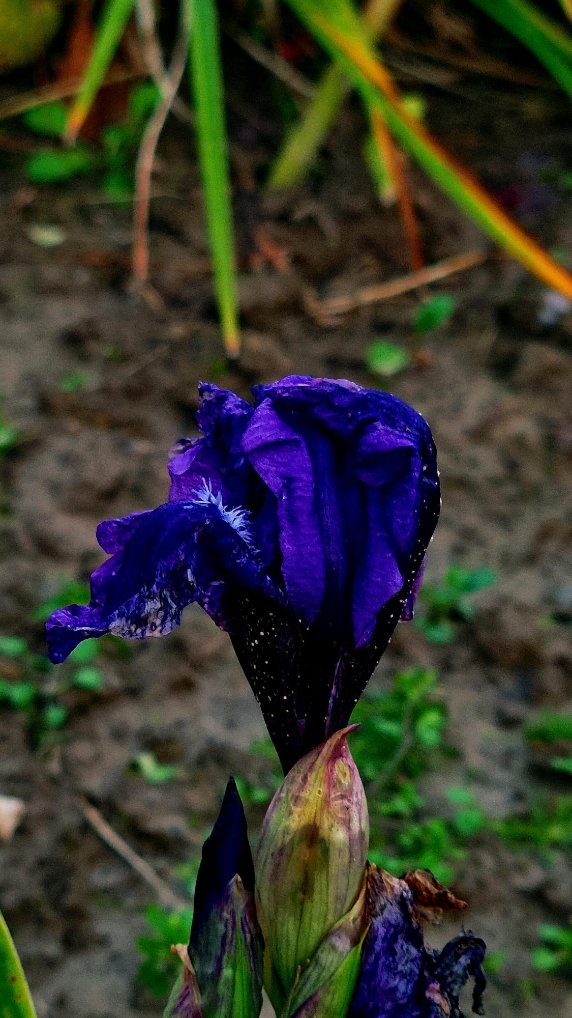 A close-up, vertical, eye-level shot captures a partially unfurled dark purple iris flower and its developing buds. The iris is in focus, with its velvety petals showing intricate patterns of lighter purple and white. The background consists of blurred green and brown foliage and soil, suggesting an outdoor garden setting in Vysokoe, Russia. The lighting appears to be natural, possibly overcast, as there are no harsh shadows. The image is sharp and detailed, highlighting the texture and color of the flower.