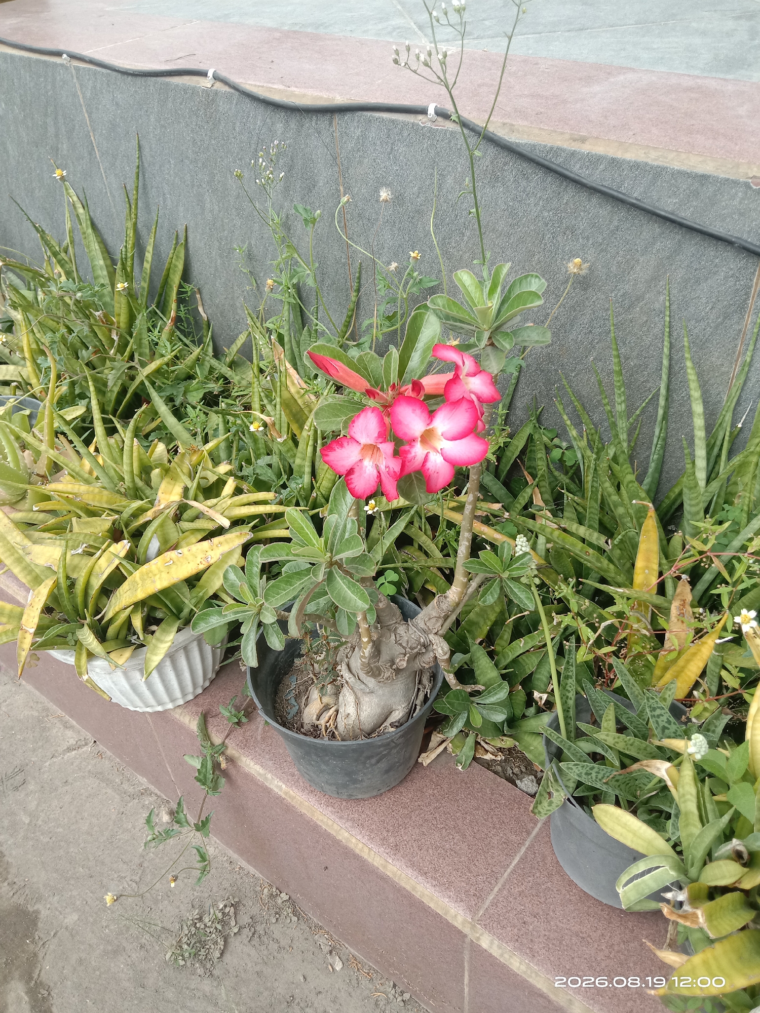 A close-up, eye-level shot captures a small collection of potted plants and ground cover in what appears to be an outdoor urban setting. The scene is dominated by lush greenery, with several species of plants arranged in pots and growing directly from the ground.
In the center of the frame, a striking desert rose (Adenium obesum) plant stands out with its thick, gnarled trunk and vibrant pink and white flowers. The flowers are five-petaled and have a delicate, trumpet-like shape. Surrounding the desert rose are various snake plants (Sansevieria trifasciata) with their characteristic tall, sword-shaped leaves. Some of these plants show signs of yellowing, indicating potential environmental stress.
To the left of the desert rose, a large pot contains a dense cluster of long, variegated leaves, possibly another variety of snake plant or a similar succulent. This pot is white and textured. To the right, another dark-colored pot holds more snake plants, some with a distinct spotted pattern on their leaves.
Interspersed among the potted plants are smaller, wilder plants, including some with delicate white flowers and wispy green stems. A small, low-growing plant with sparse green leaves and a few tiny yellow flowers is visible on the concrete ground in the foreground.
The plants are situated on a tiered concrete and tiled surface, suggesting a garden bed or planter area against a building. The background features a textured gray wall, possibly made of stone or concrete, with a black cable running horizontally along its upper edge. A portion of the ground, made of concrete slabs, is visible in the lower part of the image. The lighting suggests it is daytime, possibly late morning or early afternoon, casting soft shadows.
The timestamp in the bottom right corner indicates the image was taken on August 19, 2026, at 12:00 PM, and includes the location "Blimbing, Indonesia."