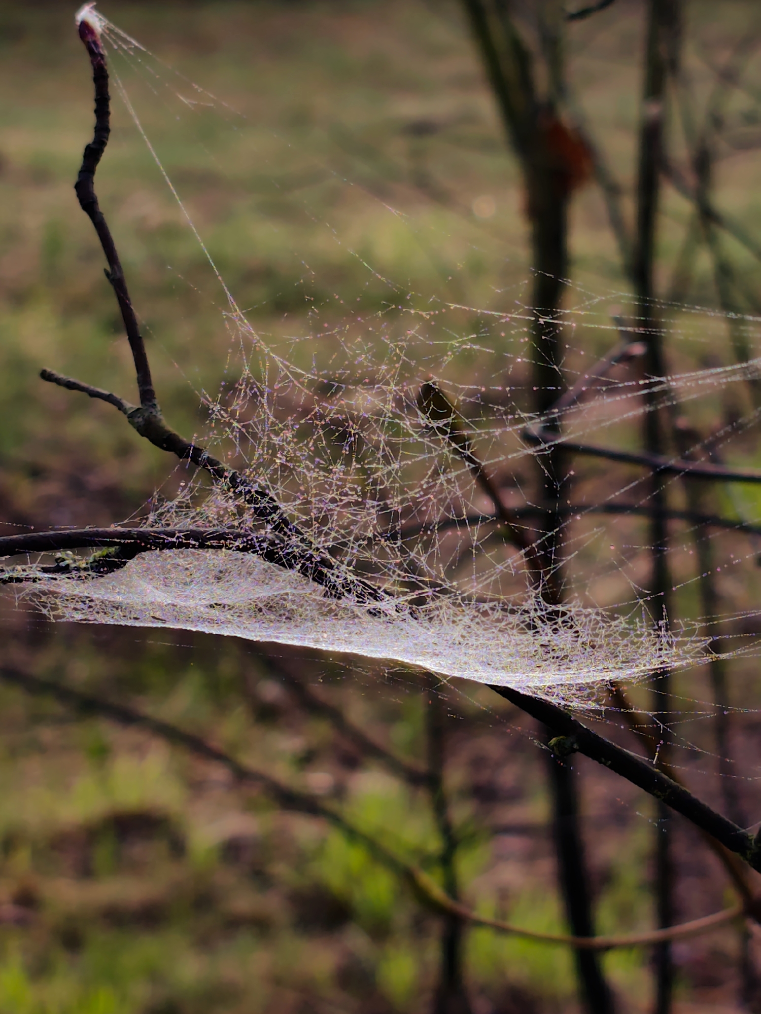 The image displays a delicate spiderweb intricately woven between several dark, slender branches. The web is densely covered with countless tiny dew drops or moisture droplets, causing it to glisten and reflect light with iridescent colors. The central part of the web is particularly dense, forming a broad, almost hammock-like structure.
The branches themselves are dark brown, seemingly bare of leaves, indicating perhaps late autumn or early spring, or a deciduous plant. One prominent branch extends into the upper left, while others serve as anchors for the web in the foreground and mid-ground.
The background is softly blurred, showing muted tones of green and brown, typical of natural foliage and ground cover in an outdoor environment. The diffused lighting and the presence of dew drops suggest the photograph was taken in the early morning in Kratovo, Russia. The scene evokes a sense of tranquil natural beauty and the delicate artistry of the spider's creation. No text is visible in the image.
