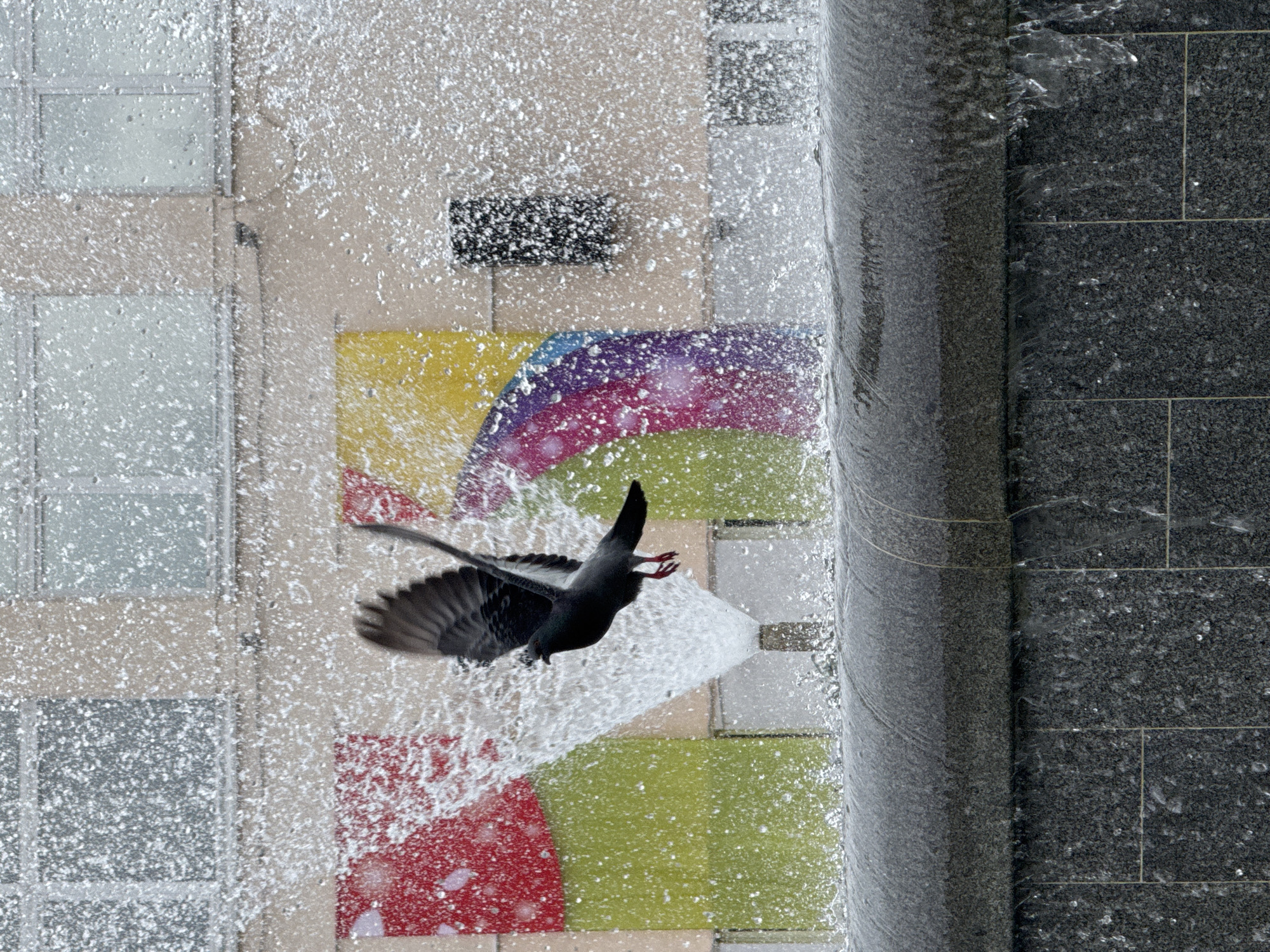 A pigeon in mid-flight is captured against a backdrop of a building with colorful panels and a fountain. The pigeon, with its wings spread, appears to be moving from left to right. Water from the fountain is splashing around the bird, creating a dynamic visual effect. The building in the background has large windows and sections of wall adorned with brightly colored rectangular panels in red, yellow, green, and a rainbow gradient. The lower portion of the image shows the stone structure of the fountain, with water cascading down its front. The scene is set in a city environment, specifically identified as being in Chaikovsky, Russia, suggesting an urban park or public space.