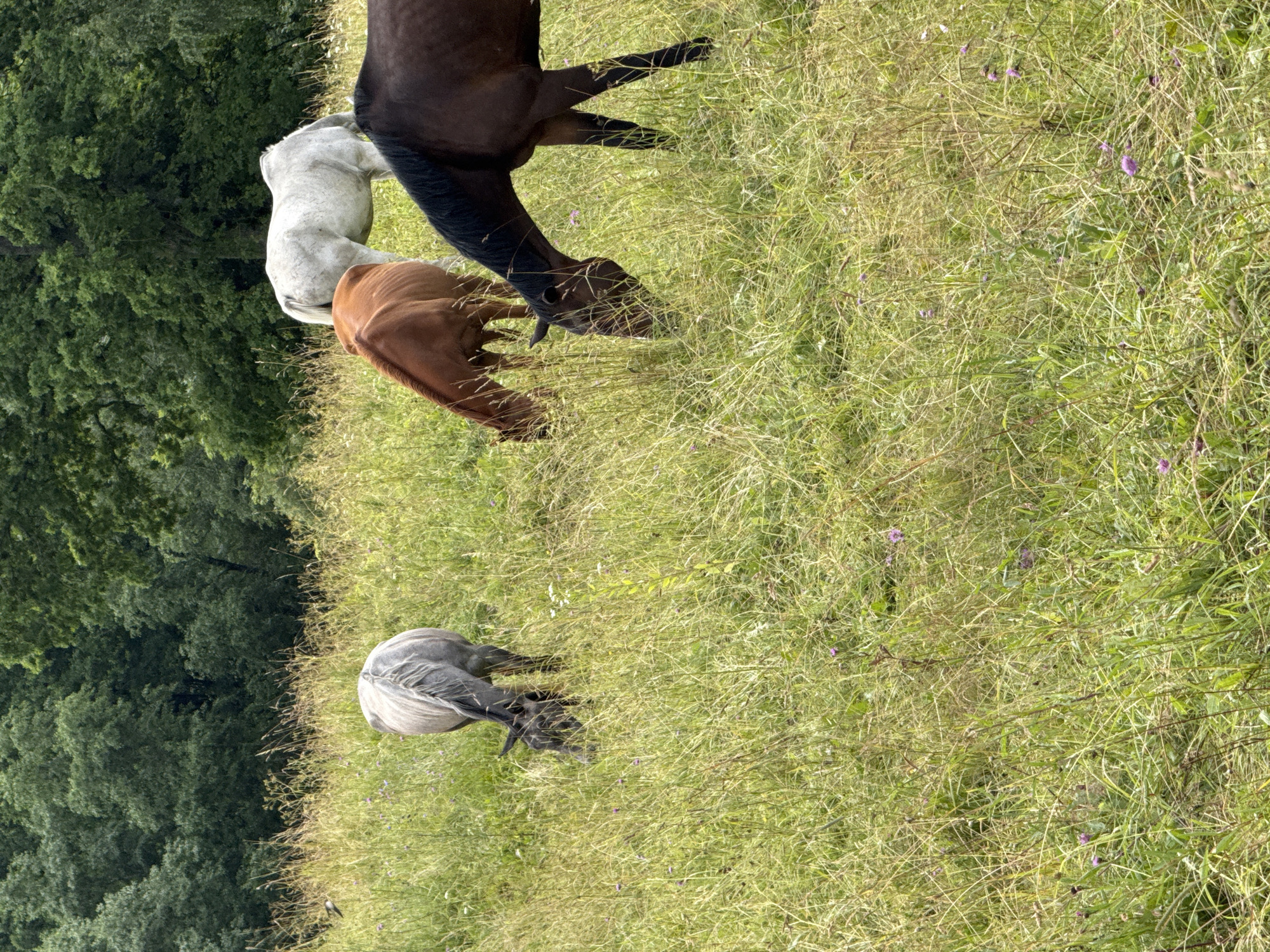 Four horses are grazing in a grassy field. The field is lush and green, with a scattering of wildflowers. In the background, a dense forest of trees provides a backdrop. The horses are of various colors, including a dark brown, a reddish-brown, a gray, and a white horse. One horse is mostly obscured by the foreground, while another gray horse is visible from the rear, grazing in the middle ground. A reddish-brown horse is to the left of the white horse, both facing away from the camera. The dark brown horse is in the foreground on the right, also facing away. The image was taken in the city of Galinė, Lithuania.