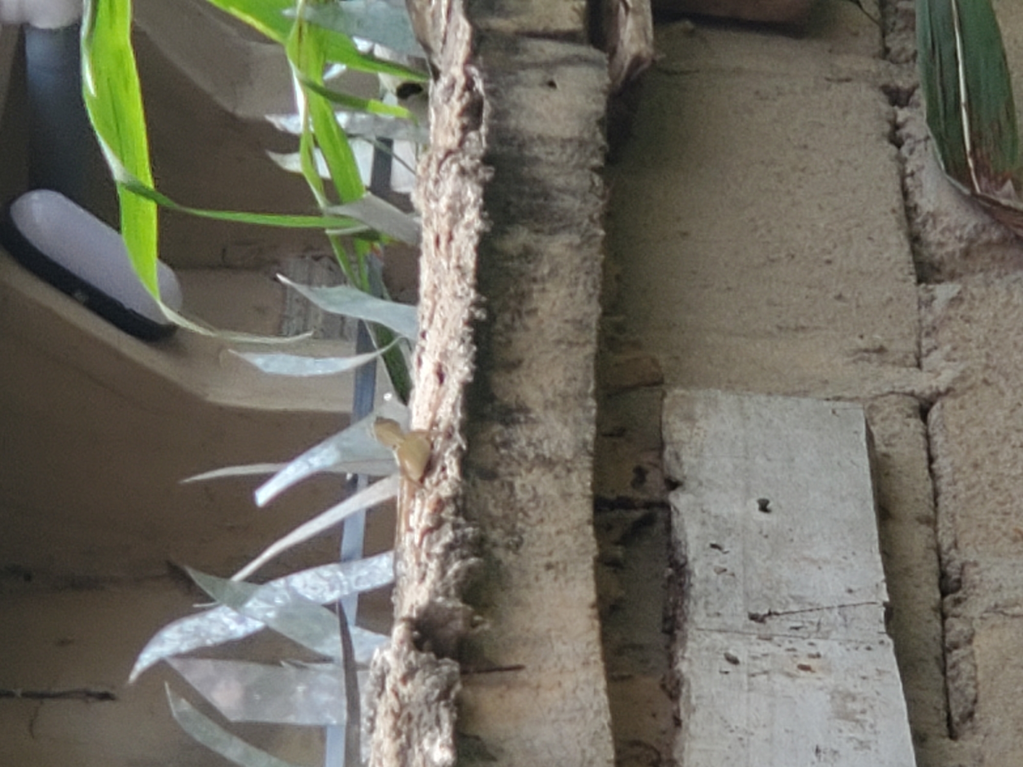 A close-up shot shows a concrete structure overgrown with foliage. A section of the concrete has a rough, weathered texture with what appears to be organic growth. There are green and metallic leaves on the structure. A white and black object is positioned on the ledge, partially obscured by the foliage. The location is identified as Atani, Nigeria. The image lacks any information about people, actions, or interactions. The focus is on the concrete and the plant life on it.