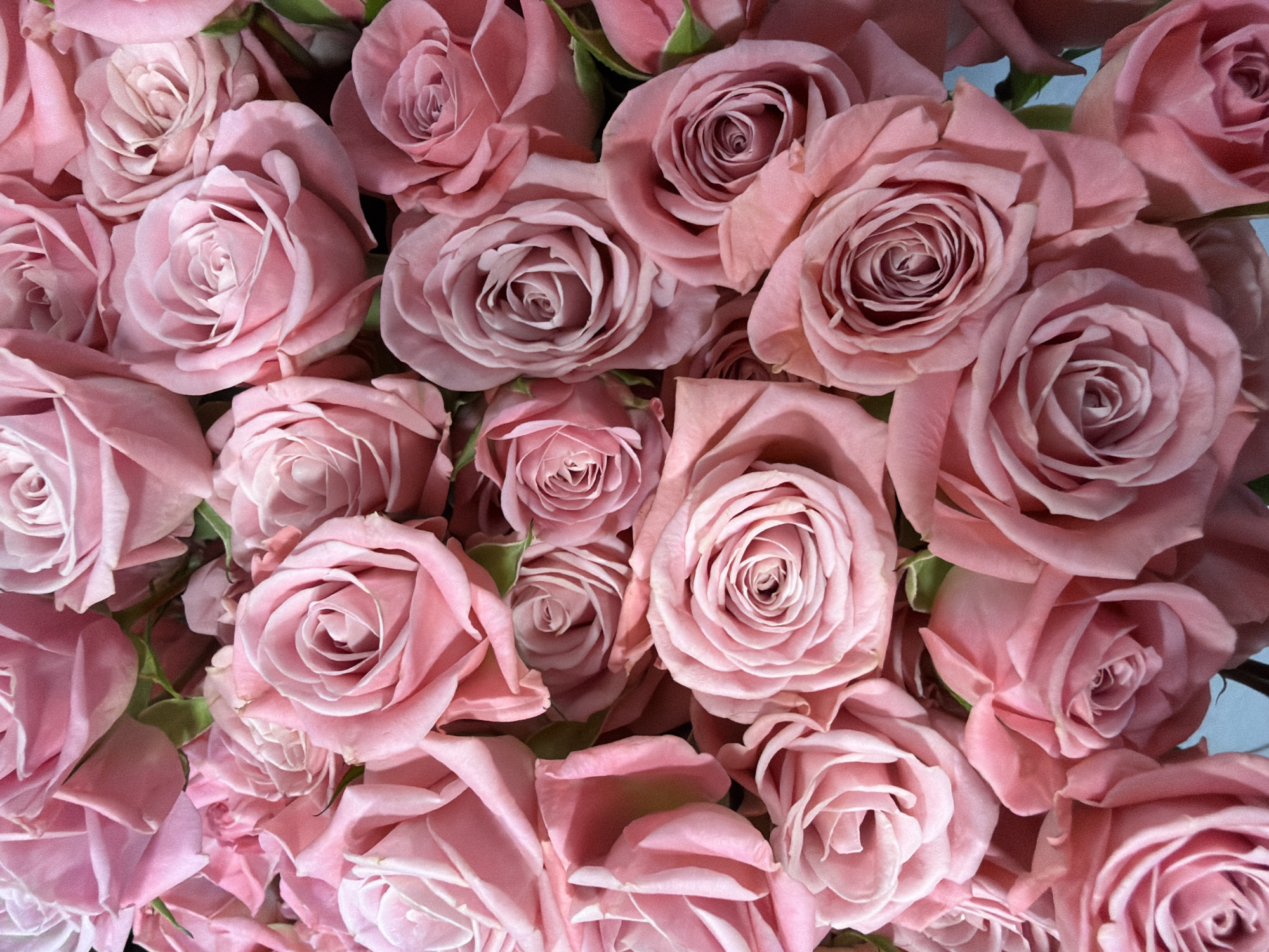 The image is a close-up, overhead shot of a large bouquet of pink roses. The roses are of varying sizes and stages of bloom, with some fully opened and others still tightly furled. The petals are soft and velvety, with delicate layers that create a sense of depth and texture. The lighting is soft and diffused, highlighting the subtle variations in color and shading of the roses. The background is out of focus, creating a bokeh effect that further emphasizes the flowers. There are no people or other objects visible in the image. The image does not contain any information about the city of Oskemen, Kazakhstan.