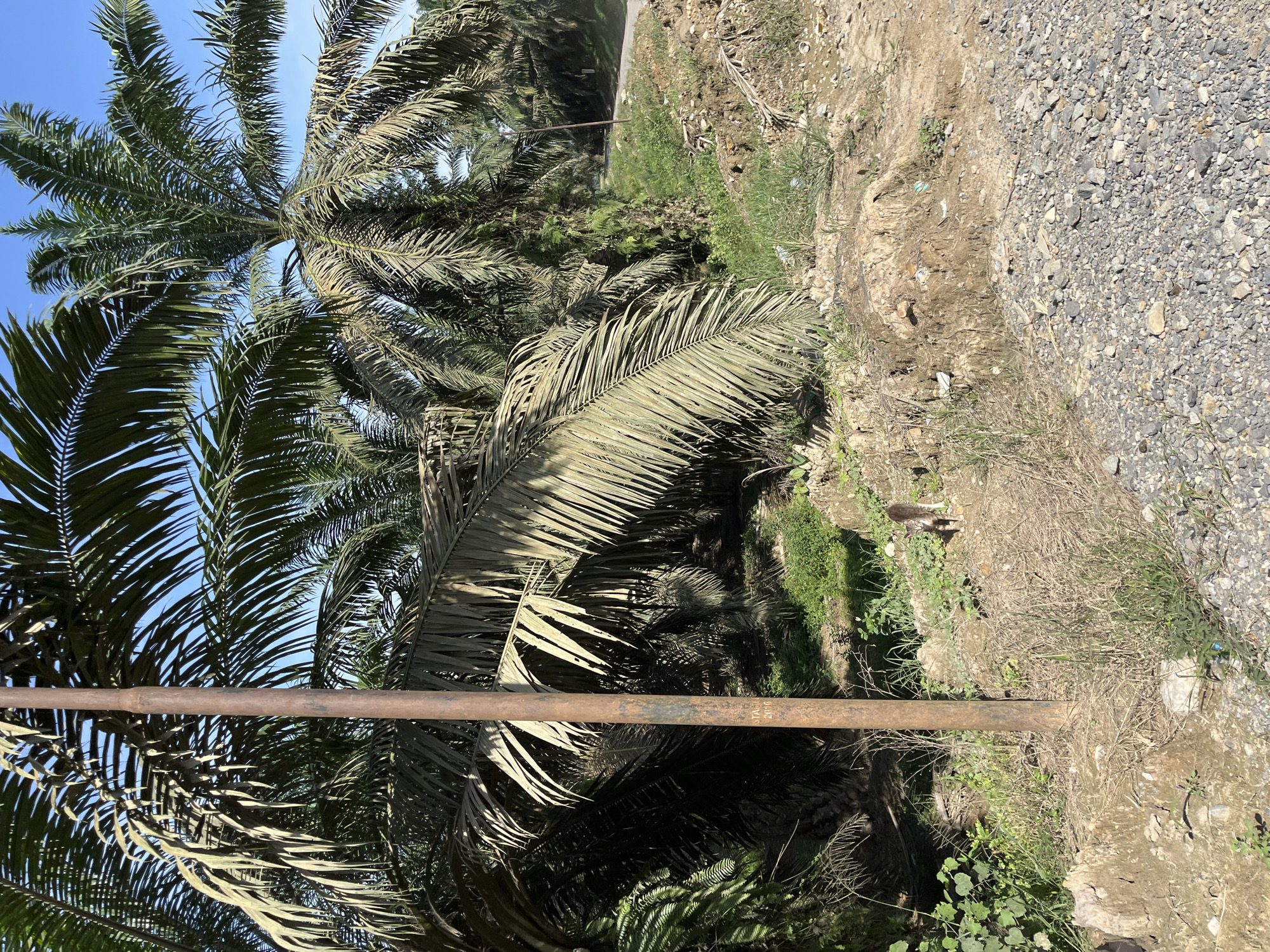 A cat is standing in a dirt and gravel area with palm trees in the background. The cat is small and has grey and brown fur. It is facing the camera. The palm trees are tall and leafy, and they are spaced closely together. The sky is blue and clear. The scene is likely located in Sukajadi, Indonesia.