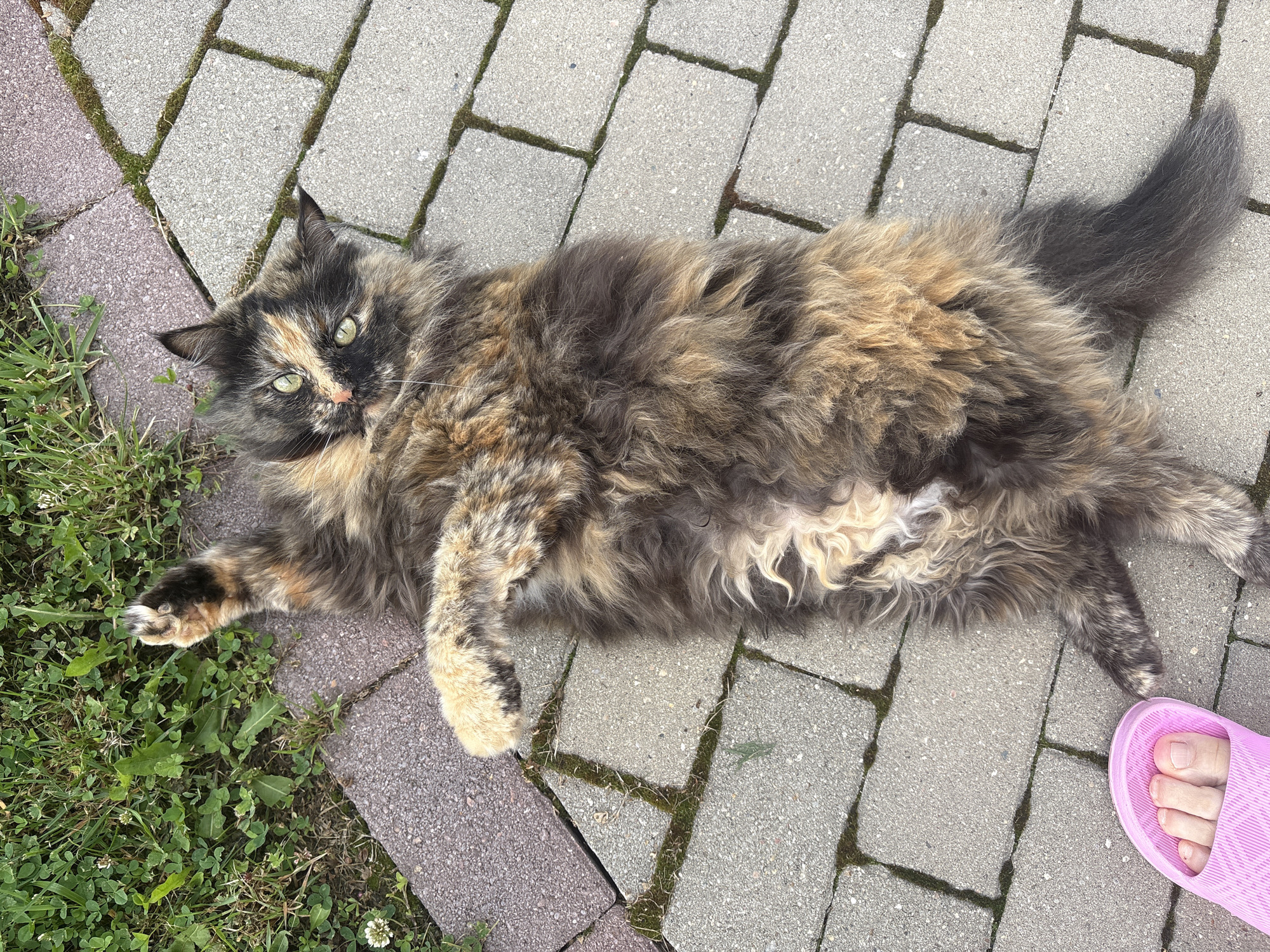 A long-haired calico cat is lying on its back on a paved walkway in a residential area. The cat's fur is a mix of black, orange, and cream. Its eyes are green and it is looking up at the camera. The walkway is made of grey concrete pavers and is bordered by grass. A person's pink flip-flop is visible in the lower left corner of the image. The location is described as Dolche Vita KP, Russia.