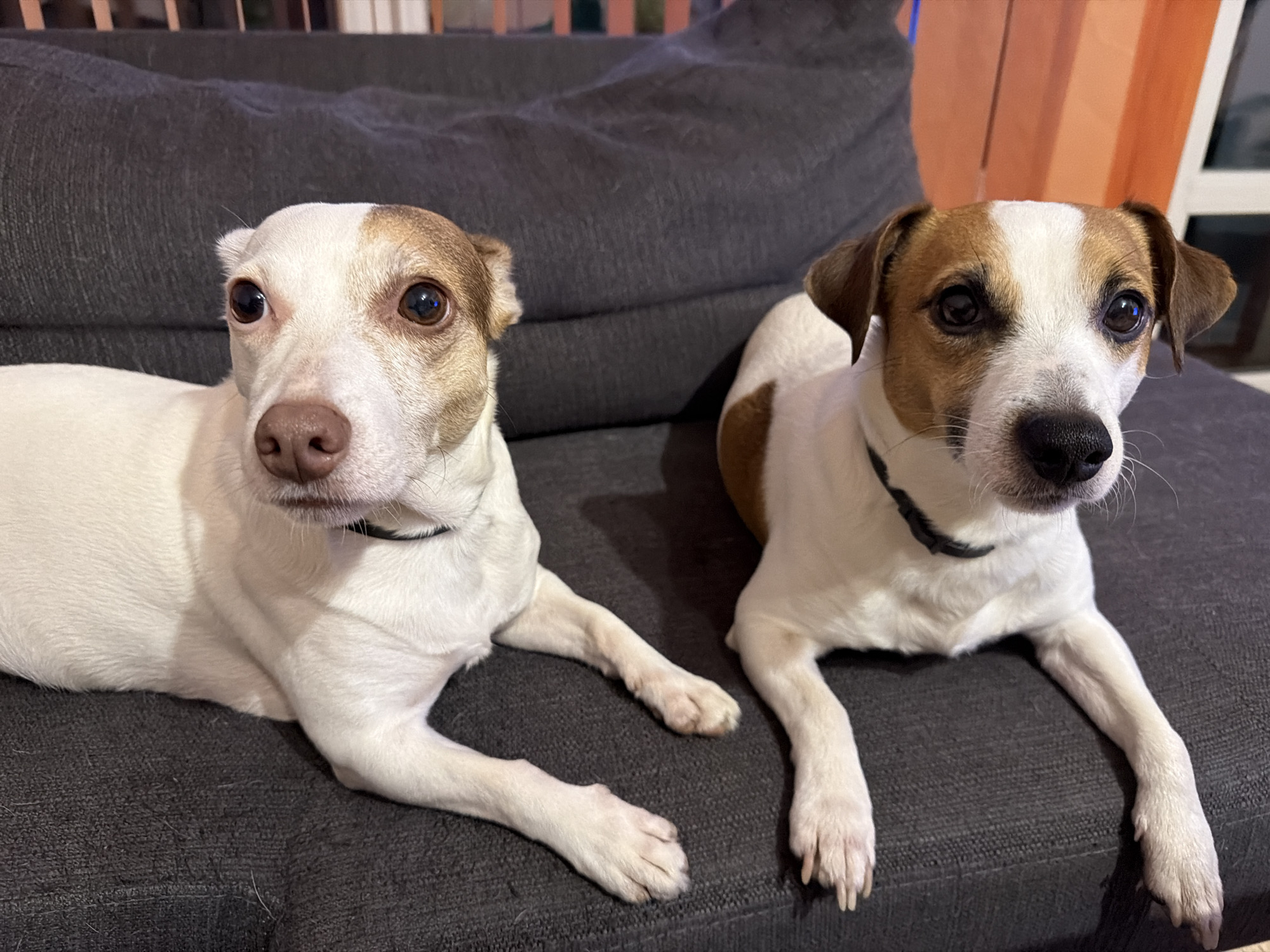 Two Jack Russell Terrier dogs are lying on a dark gray fabric couch. The dog on the left is mostly white with light brown markings around its ears and eyes. It has a brown nose and is wearing a black collar. The dog on the right is predominantly white with brown patches on its body and head. It also has a black nose and black collar. The background is blurred but suggests an interior setting, possibly a living room, with indistinct furniture and lighting. The location is unknown and there is no indication to place the scene in Sofia, Bulgaria.
