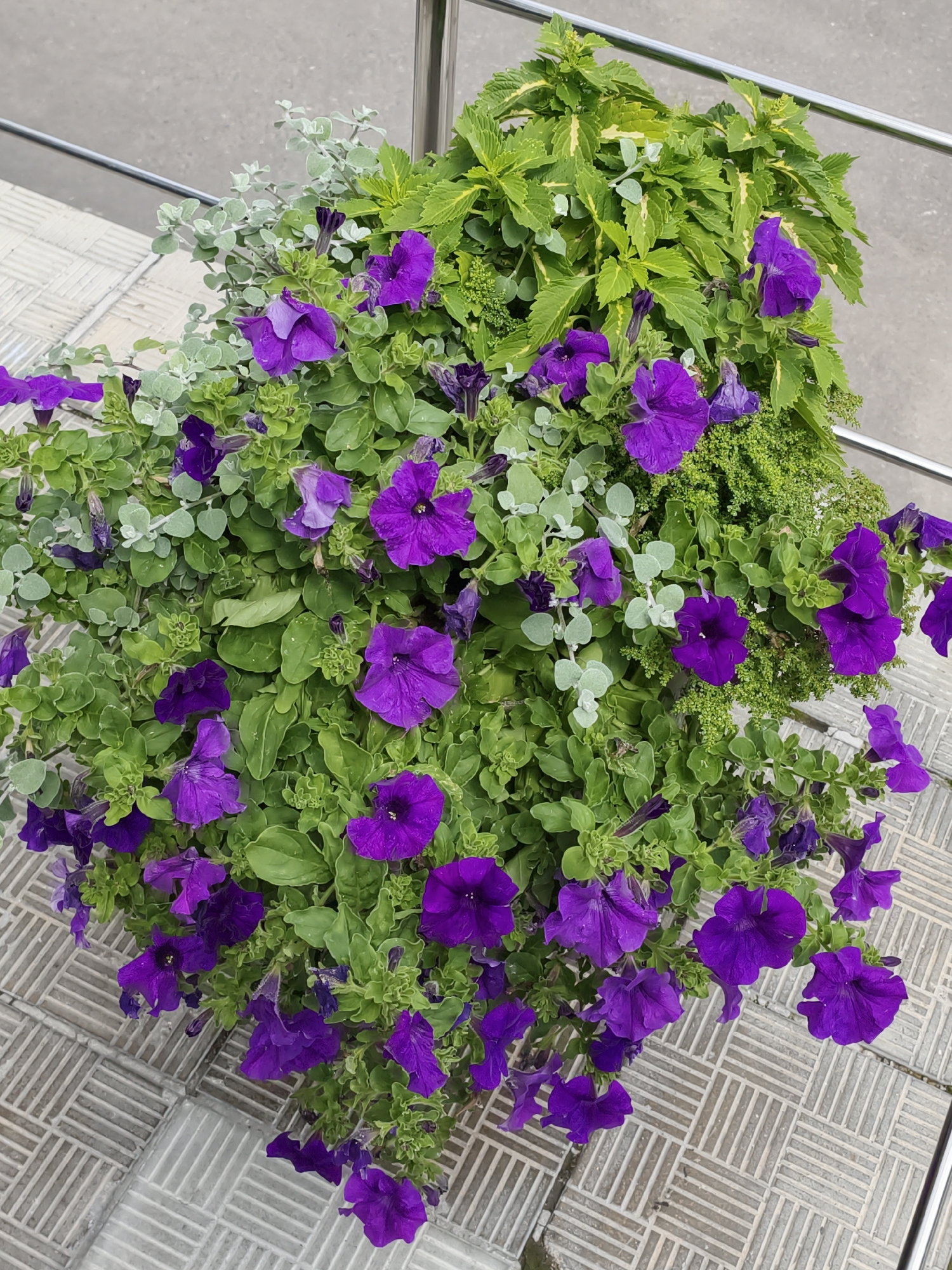 This is an eye-level, medium shot of a planter filled with purple petunias and other green foliage. The planter is situated on a tiled surface, likely outdoors in an urban environment. A metal railing is visible in the background, suggesting the planter may be on a balcony, patio, or elevated walkway. The tiles are light gray with a textured, criss-cross pattern. The lighting is even, with no strong shadows. The image depicts a static scene, with no people or animals present. Based on the visual cues of the architecture and the type of landscaping, this scene could be located in a public space or residential area within the city of Moscow, Russia.