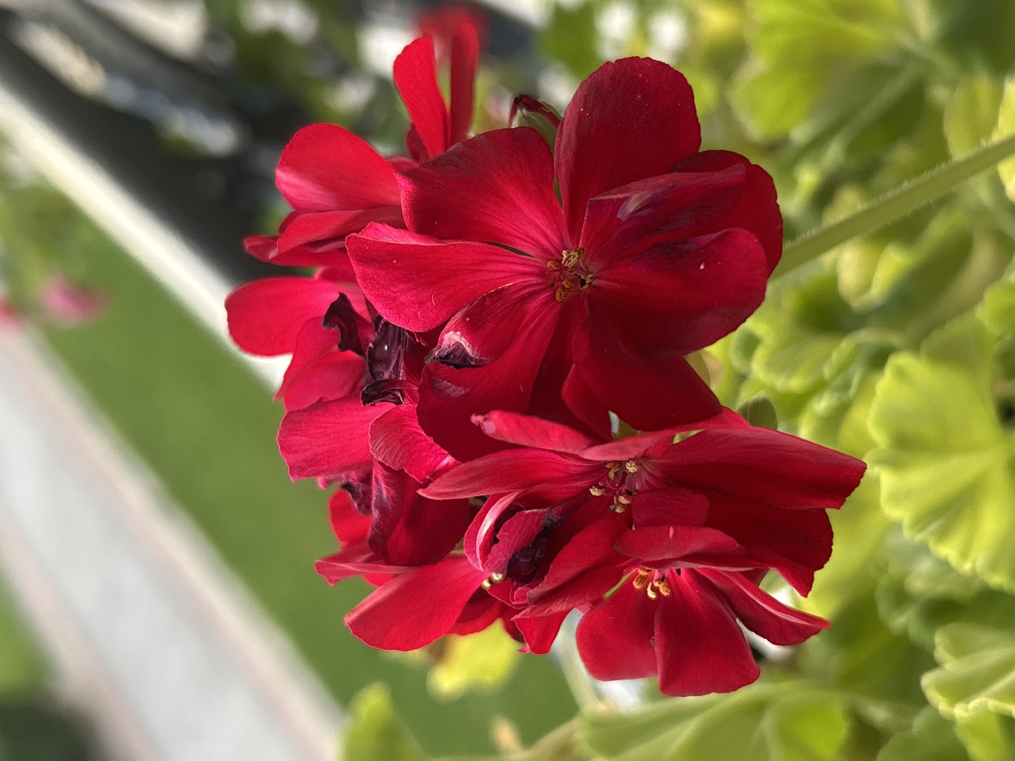 A close-up shot focuses on a cluster of vibrant red geranium flowers in full bloom. The petals are a rich crimson, with some displaying darker, almost black centers and edges, indicating either natural coloration or the early stages of wilting. The stamens, tipped with yellow pollen, are visible within some of the open flowers. The flowers are set against a blurred background of lush green foliage, characteristic of a garden or balcony setting. Beyond the greenery, a pale strip, possibly a pathway or building facade, is visible, interspersed with areas of darker shadow. A hint of a railing or structure is also subtly present in the upper right corner. The lighting suggests a bright, sunny day, casting soft shadows and highlighting the textures of the petals and leaves. The scene is set in Plovdiv, Bulgaria, likely on a balcony or in a garden. There are no people or animals visible in the image.