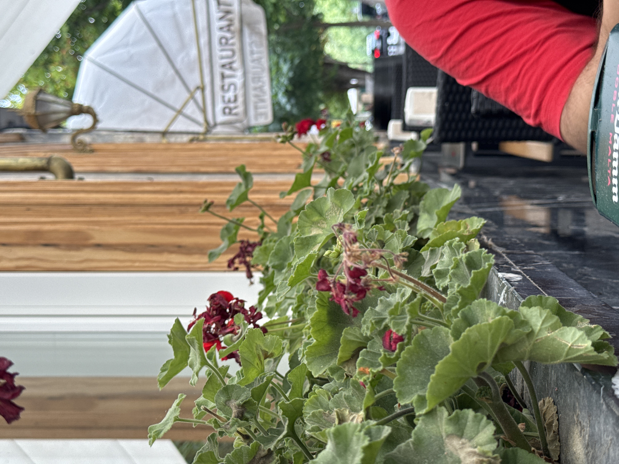 The image shows a close-up view of red flowers with green leaves in a planter box. In the background, a restaurant sign is visible, and outdoor seating with tables and chairs can be seen. The setting appears to be an outdoor dining area of a restaurant. The time of day seems to be daytime, with natural light illuminating the scene. The location is identified as San Lorenzo De El Escorial, Spain.