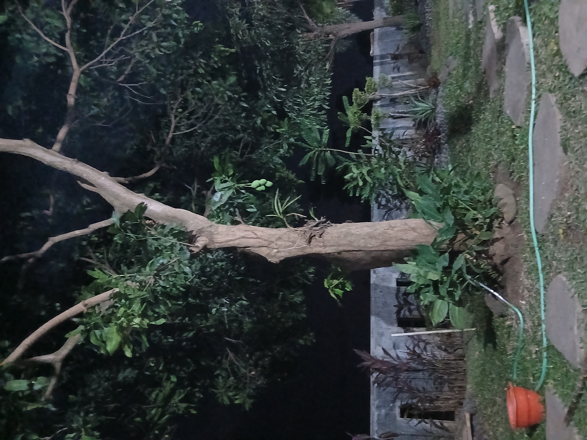 The image depicts an outdoor scene at night, likely in Sekarputih, Indonesia. The focal point is a large tree with a thick trunk and branches extending outwards, partially obscuring a dark sky. Several green mangoes are visible hanging from a branch on the left side of the tree. At the base of the tree, lush green foliage grows. To the left of the tree, a bright orange bucket sits on the grass. A light green garden hose snakes across the grassy ground, leading towards the base of the tree. In the background, a grey, low wall with vertical elements is visible, possibly a fence or part of a building. Dark red and green plants are planted along the wall. The ground is covered in green grass and several flat, grey stepping stones are scattered throughout. The overall impression is of a dimly lit garden at night.