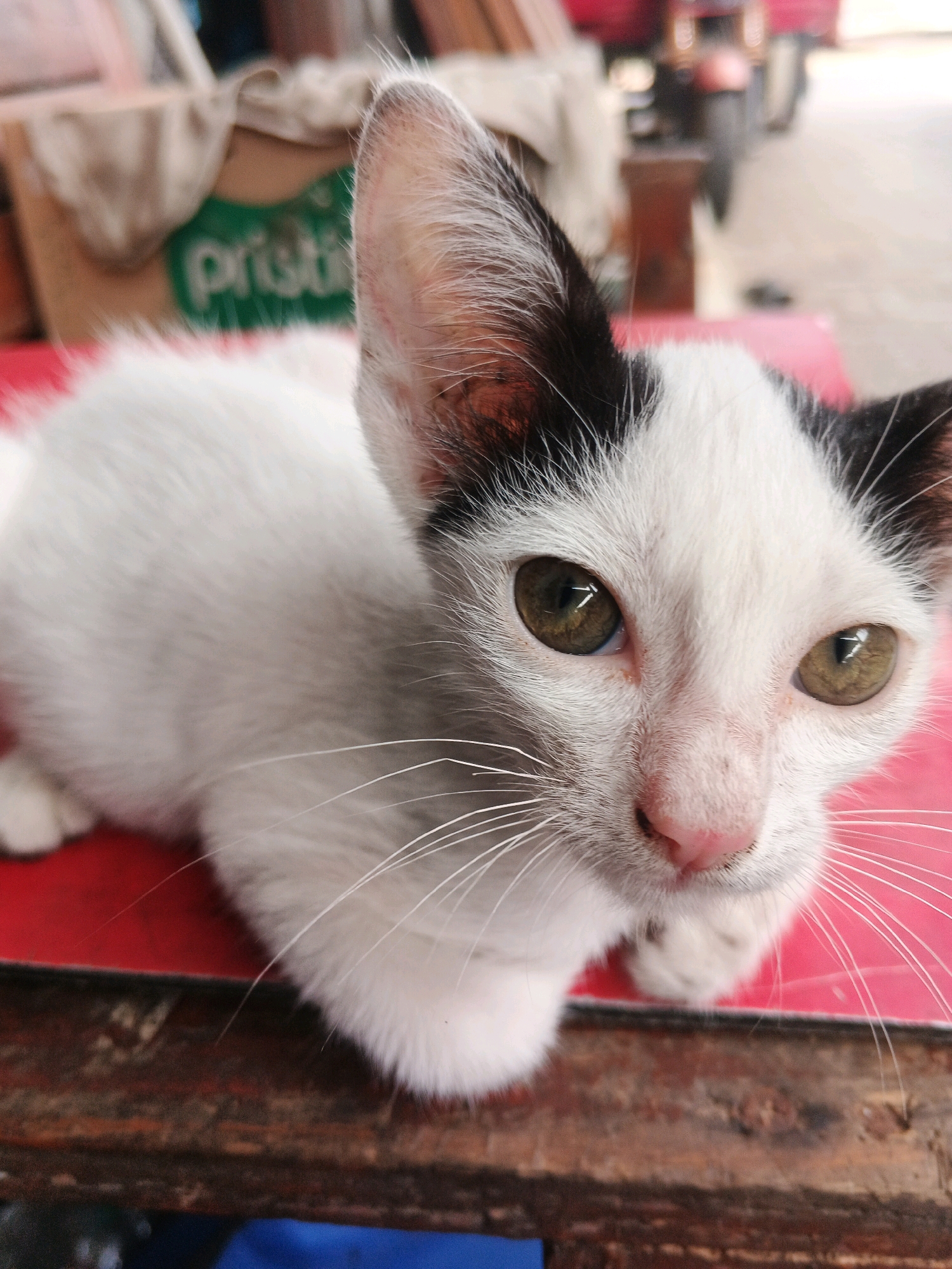 In Kadu, Indonesia, a black and white kitten lies on a red surface, its body mostly white with black markings on its head. The kitten's large, amber eyes are focused forward, and its pink nose is visible. Long, white whiskers extend from its face. In the background, a brown wooden surface and a blurred object with green lettering are visible. The scene appears to be an outdoor or semi-outdoor setting, possibly a market or a street stall, indicated by the presence of various objects and the general lighting conditions.