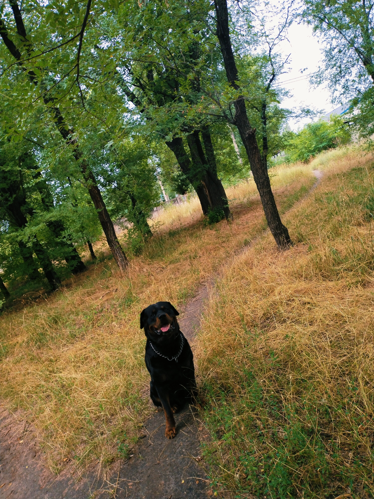 A black Rottweiler dog is sitting on a dirt path in a wooded area. The dog is facing the camera with its tongue out and a metal chain collar around its neck. The path is surrounded by dry, yellow grass and numerous trees with green leaves. In the background, the path continues uphill and curves to the right, disappearing into the trees. The sky is overcast. The location is identified as Horishni Plavni, Ukraine.