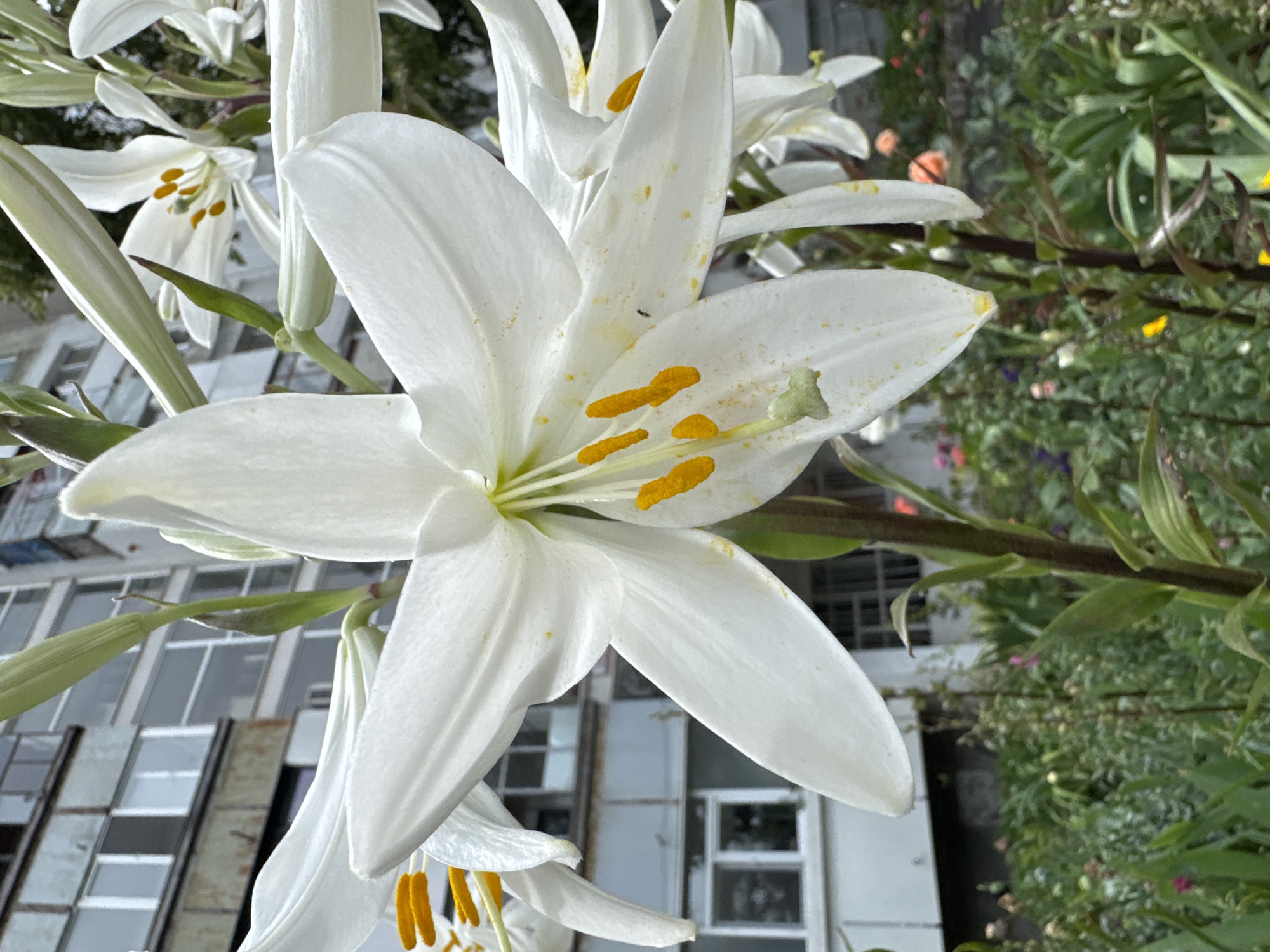 A close-up, eye-level shot focuses on a cluster of white lilies in bloom, their large petals unfurled and delicate stamens tipped with orange pollen. In the foreground, one lily dominates the frame, its white petals slightly tinged with yellow pollen. A tiny black insect, possibly an ant, is visible on one of the petals. Behind the flowers, a blurred background reveals a concrete residential building with multiple windows, characteristic of Soviet-era architecture found in Varna, Bulgaria. Green foliage and other indistinct colorful flowers are present in the garden area below the building. The lighting suggests an overcast day.