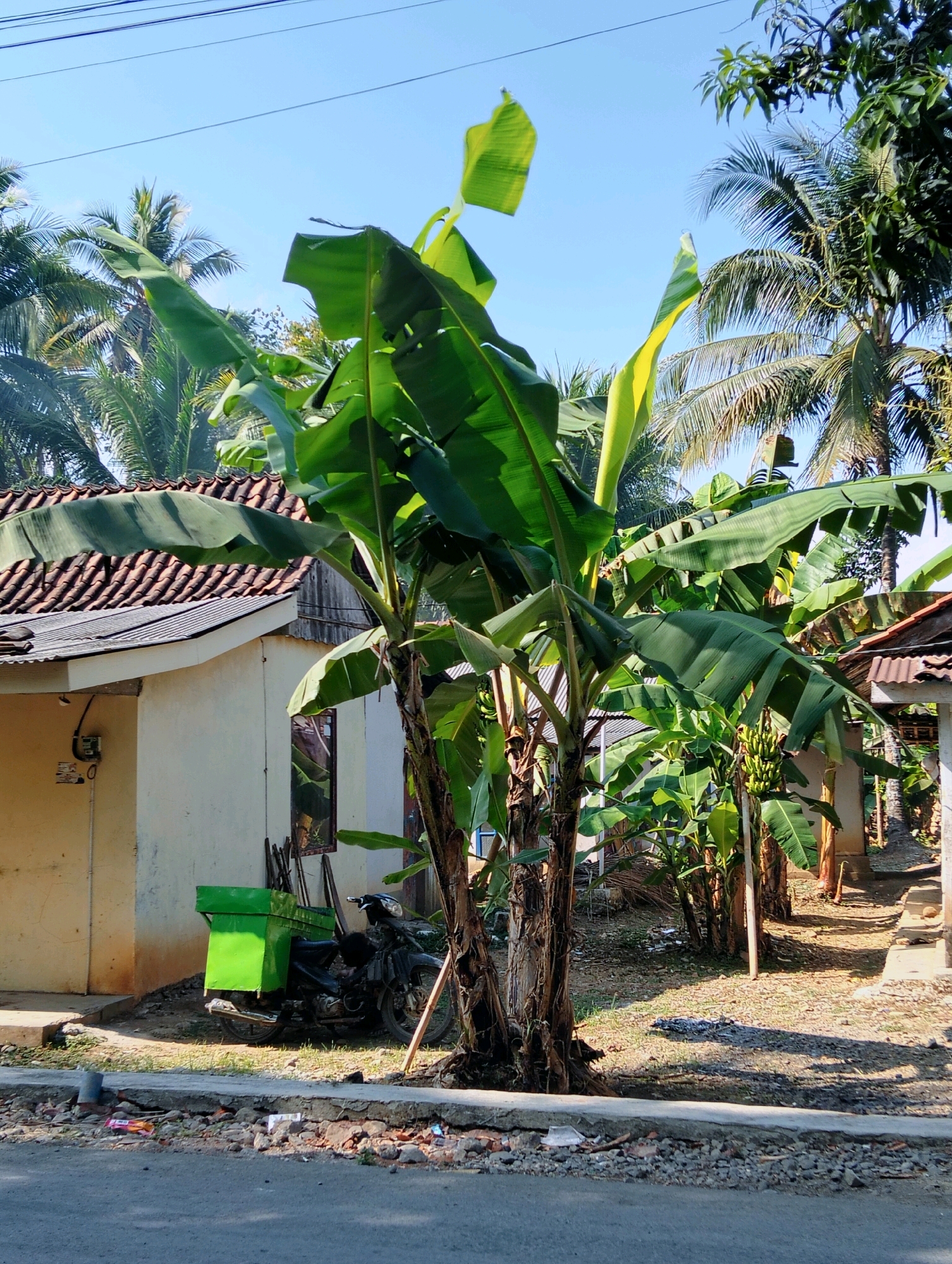 The image depicts a sunny outdoor scene in Tipar, Indonesia, with a focus on a banana tree and a residential structure. The banana tree stands prominently in the foreground, exhibiting large, vibrant green leaves and thick, fibrous trunks. Several bunches of small, green bananas are visible on the tree, indicating it is in a fruiting stage.
Behind the banana tree, a single-story house with a tiled roof is partially visible. The house has a light-colored exterior wall and a metal roof section. Electrical conduits and a meter are attached to the left side of the house. A black motorcycle with a large, bright green cargo box is parked beside the house. The ground around the house and motorcycle is covered in dry grass, dirt, and scattered debris.
The background reveals more tropical vegetation, including palm trees, and the clear blue sky. A pathway or road runs alongside the property, with a concrete curb and more debris visible at the edge of the road. The overall impression is a rural or semi-rural residential setting in a tropical climate. There are no people visible in the image.