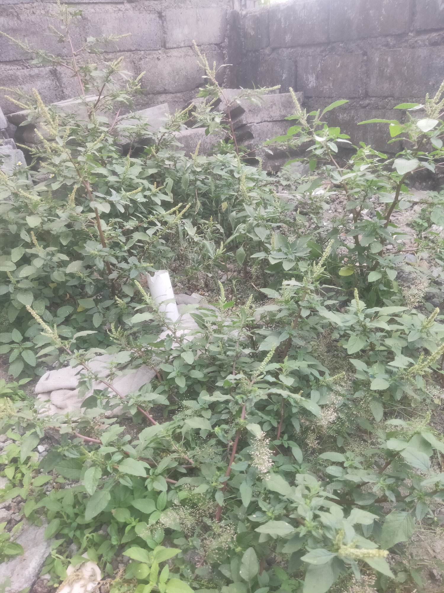 The image depicts an outdoor scene with dense, green vegetation and a crumbling concrete wall in the background. The vegetation consists of tall, leafy plants with slender stalks and clusters of small, light-colored flowers or seed heads. Some of the plants have reddish-brown stems. In the middle of the image, a white PVC pipe is visible amidst the plants. The ground is covered with dirt, small stones, and some light-colored fabric or material. The overall impression is one of an unkempt or overgrown area, potentially a neglected corner of a yard or a vacant lot. The presence of the concrete wall suggests an urban or semi-urban environment. The context of Antirogo, Indonesia, implies this scene is located within that city, likely in a residential or undeveloped area. There are no people or animals visible in the image.