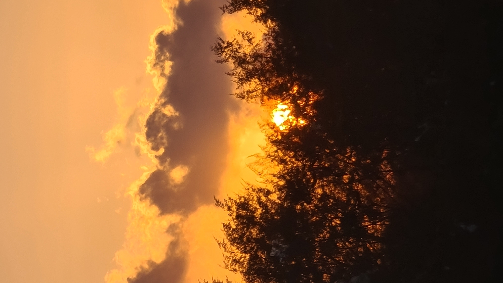A vertical, low-angle shot captures a sunset over the city of Denpasar, Indonesia. The sky is a vibrant gradient of orange and yellow, with darker, silhouetted clouds obscuring parts of the sun. Lush, dark green foliage forms a dense, shadowy canopy across the lower half of the frame, with the sun's brilliant rays peeking through the leaves in the center. The overall scene is a striking contrast between the illuminated sky and the dark vegetation, creating a dramatic and atmospheric portrayal of twilight.