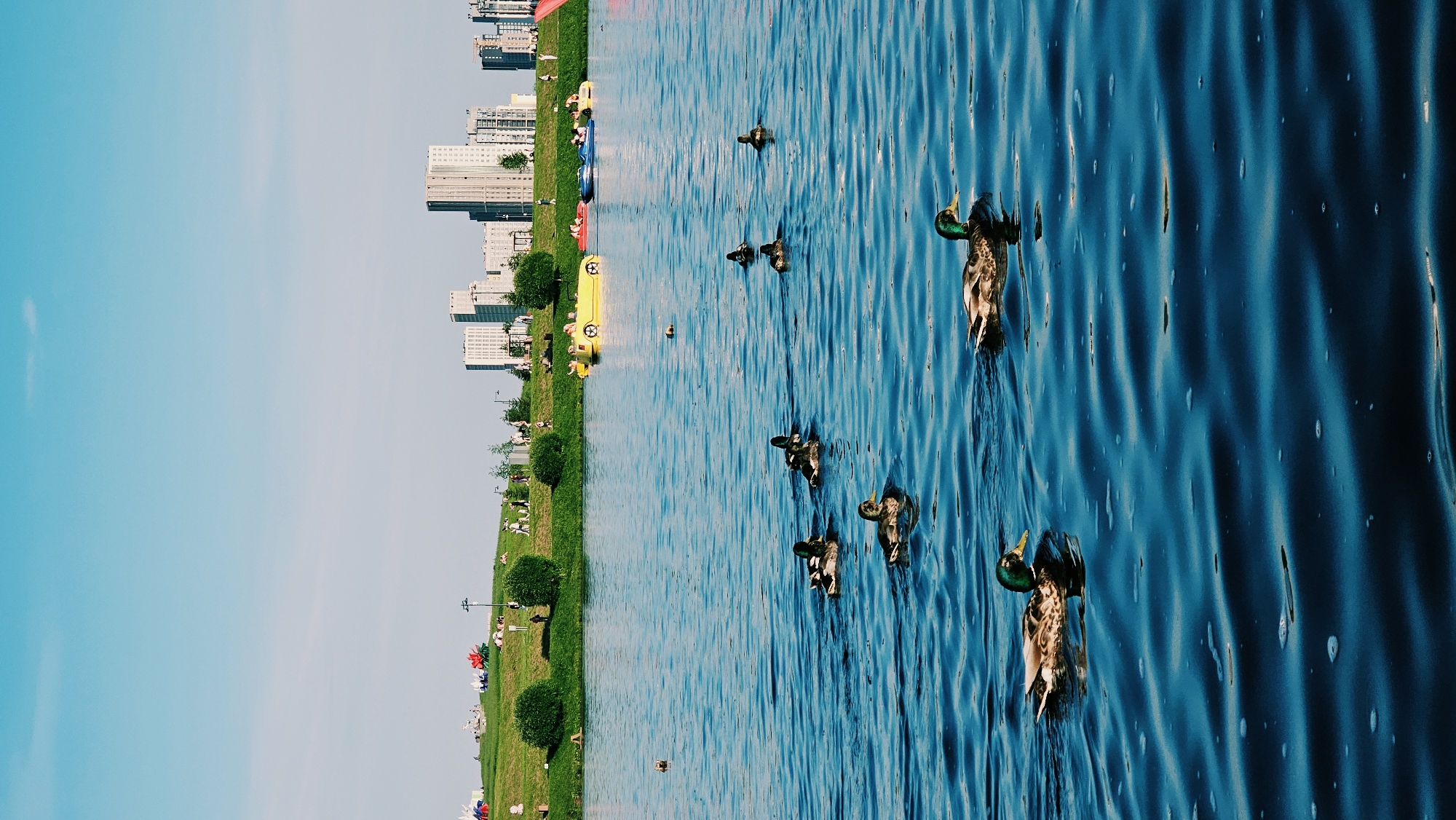 This media file depicts a serene waterfront scene with a clear blue sky and calm water. In the foreground, several mallard ducks are swimming in the water, some with their heads dipped or turned, appearing to preen or dive. The water is a deep, vibrant blue with gentle ripples and reflections, suggesting a sunny day.
Along the grassy embankment, there are indications of human activity. People are scattered on the grass, some sitting or lying down, enjoying the outdoors. In the middle ground, a bright yellow swan boat and a few other colorful boats are present, suggesting a recreational area. Trees and lush green grass line the edge of the water.
In the background, a modern cityscape rises with several tall, white buildings. The architecture suggests an urban environment. The overall impression is one of a peaceful day at a park or waterfront in a city, with nature and urban life coexisting. The lighting and clear sky suggest it is daytime, likely late morning or afternoon, with good weather. No visible text is present in the image.