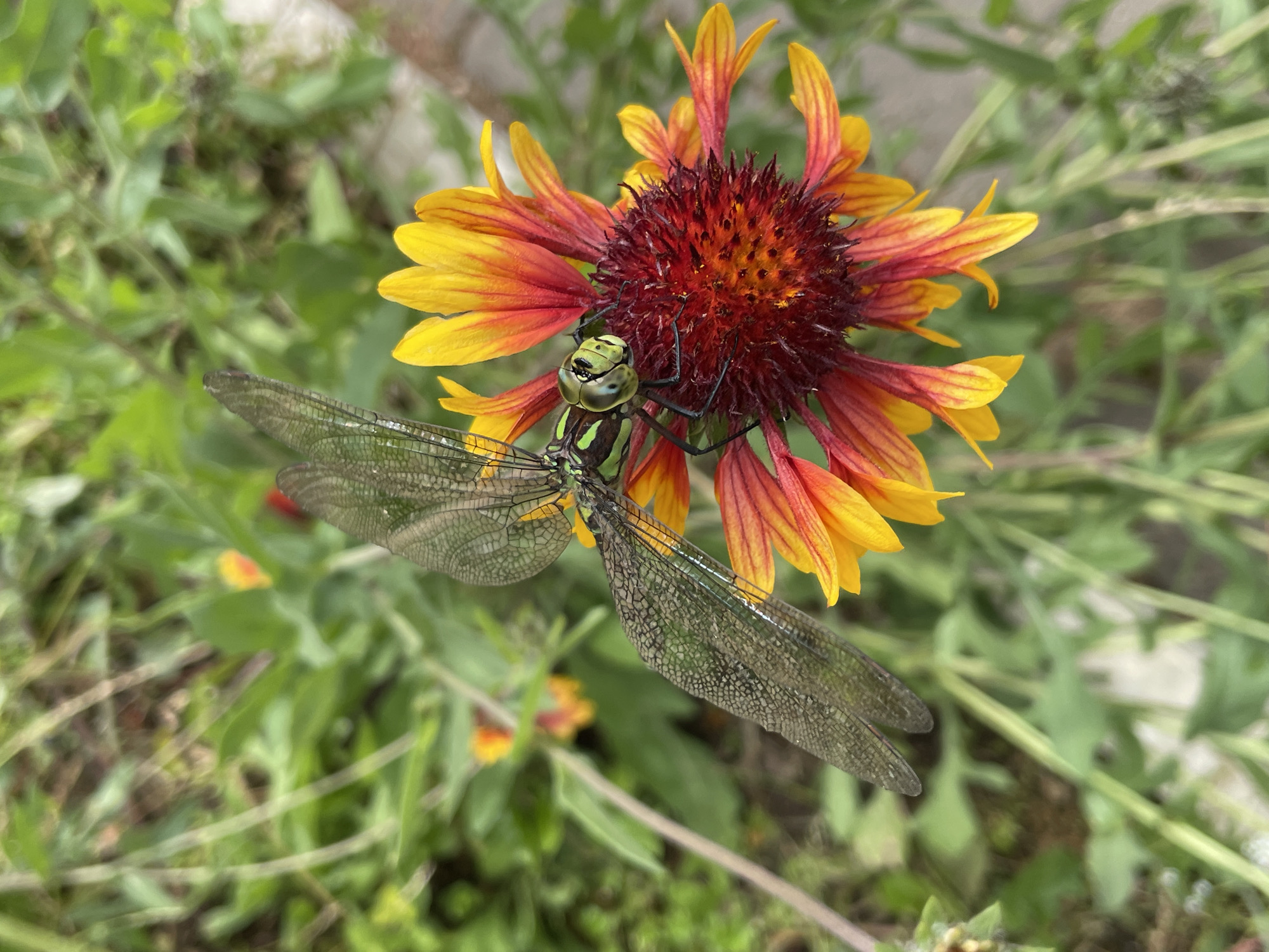 A dragonfly with transparent, veined wings rests on a flower with yellow and red petals. The flower's center is dark red and spiky. The background is a blur of green foliage. The image does not provide any information about its location in the city of Izhevsk, Russia.