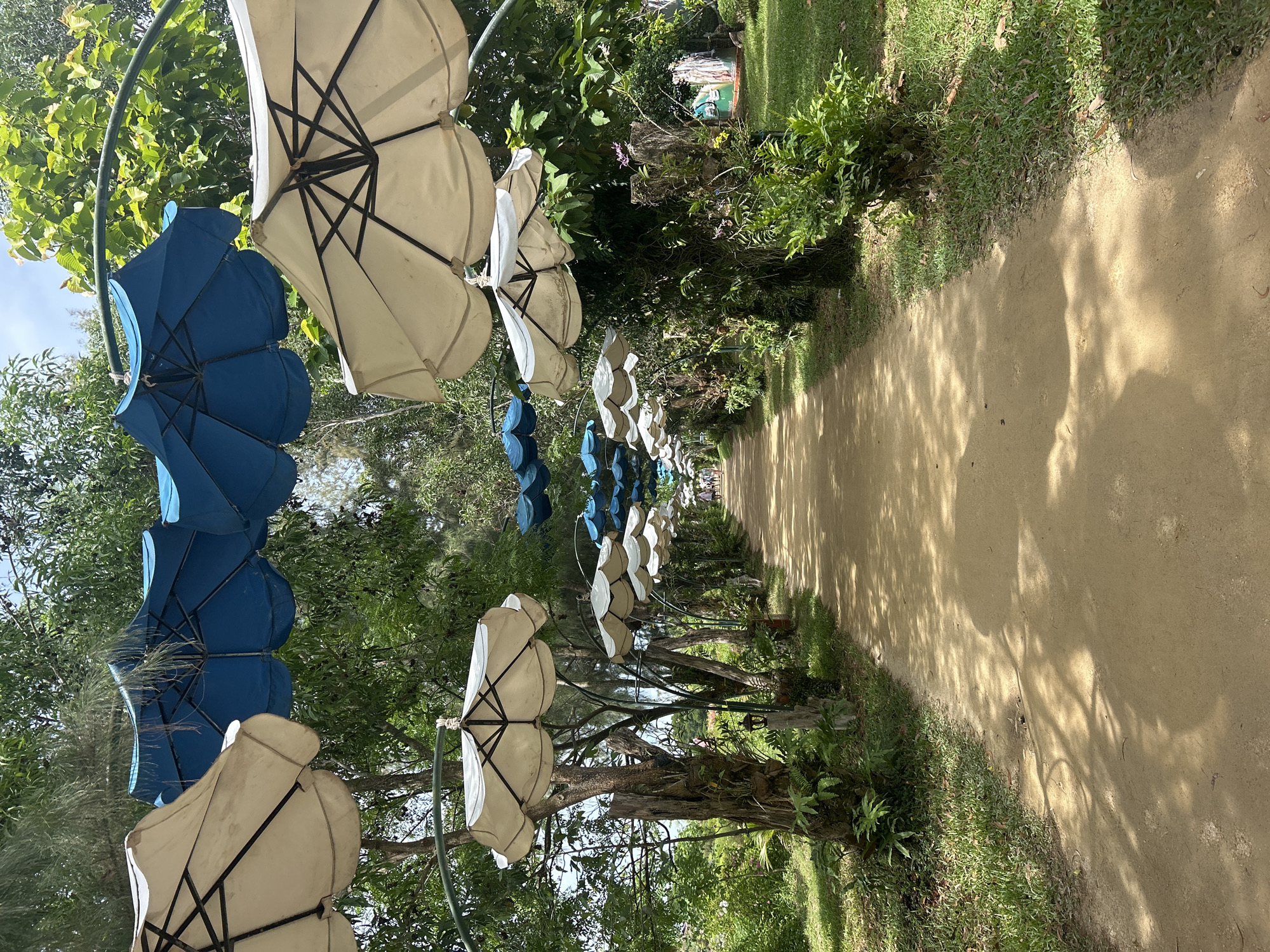 The image depicts a pathway in Hoa Thang, Vietnam, lined with trees and decorated with numerous umbrellas suspended from metal arches. The pathway itself is unpaved, appearing to be made of sand or packed dirt, and is bathed in dappled sunlight filtering through the overhead foliage and umbrellas.
The umbrellas are arranged in alternating rows of white and blue, with some white umbrellas in the foreground and blue umbrellas further down the path. They are open and oriented downwards, providing shade. The trees flanking the path are tall and leafy, with some trunks showing signs of age or perhaps artistic styling. Lush green vegetation, including ferns and other plants, grows along the edges of the path and around the bases of the trees.
In the distance, the path continues, and a few indistinct figures of people can be seen walking along it, suggesting this is a public area or park. The overall impression is one of a serene, shaded, and decorative outdoor space. The architecture of the suspended umbrellas and arches suggests a deliberate design to enhance the aesthetic appeal of the pathway.