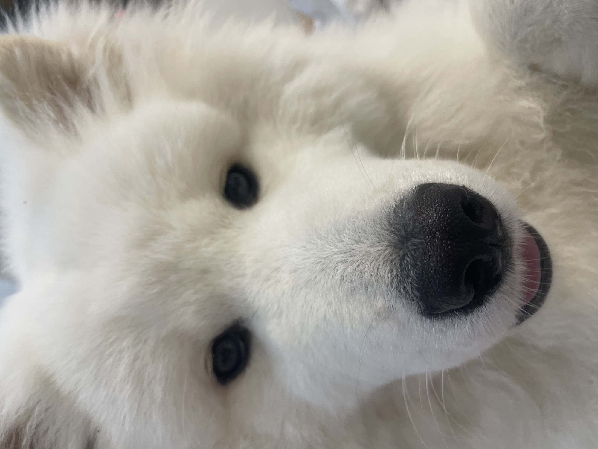 A close-up, head-on portrait features the face of a white-furred dog, likely a Samoyed or similar breed, filling almost the entire frame. The animal exhibits dense, fluffy white fur. Its dark, round eyes are directed towards the viewer. A prominent black nose, appearing moist and slightly reflective, is positioned centrally below the eyes, with visible nostrils. A small portion of a pink tongue is visible protruding slightly beneath the nose. Several thin, white whiskers extend from the muzzle area. The background is entirely out of focus, presenting as a soft, indistinct blur of light tones, precluding identification of specific environmental elements. The lighting is soft and even across the subject's face. The scene is located in the city of Unknown, Unknown.
