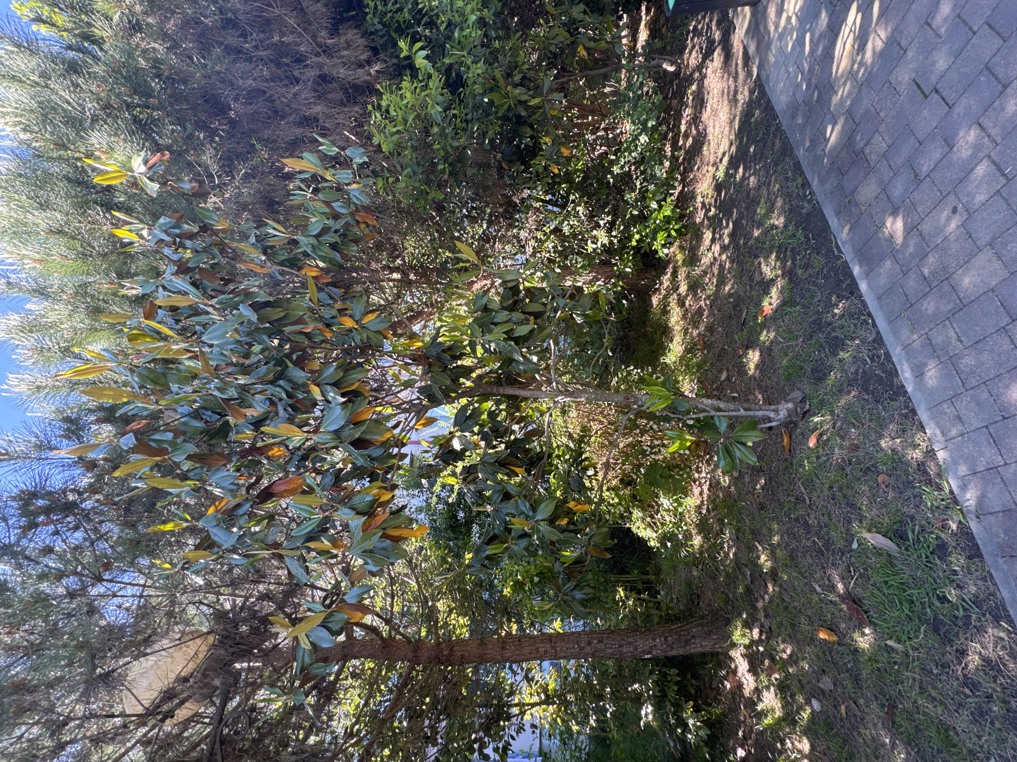 This image captures a vibrant outdoor scene, viewed with a noticeable tilt, dominated by lush vegetation under bright sunlight. Two main types of trees are prominent: a coniferous tree with fine, needle-like leaves reaching up on the left, and a broadleaf evergreen tree in the center with larger, glossy leaves that display a mix of green, yellow, and reddish-brown hues. Behind and around these, various other green bushes and dense foliage create a rich, layered environment.
The ground beneath the trees is partially covered with sparse green grass and bare soil, strewn with a few fallen leaves. Strong, direct sunlight casts dappled shadows across the leaves, branches, and the ground, indicating a clear, sunny day. To the right of the frame, a neatly paved path made of gray rectangular bricks runs diagonally, also showing patterns of light and shadow. A piece of light-colored debris, possibly plastic or fabric, is visible caught among the branches of one of the trees.
No people or animals are present, and no particular activity or event is taking place; the scene is a tranquil landscape. The abundant and varied greenery suggests a temperate climate, fitting with the given context of Sochi, Russia. There is no visible text in the image.