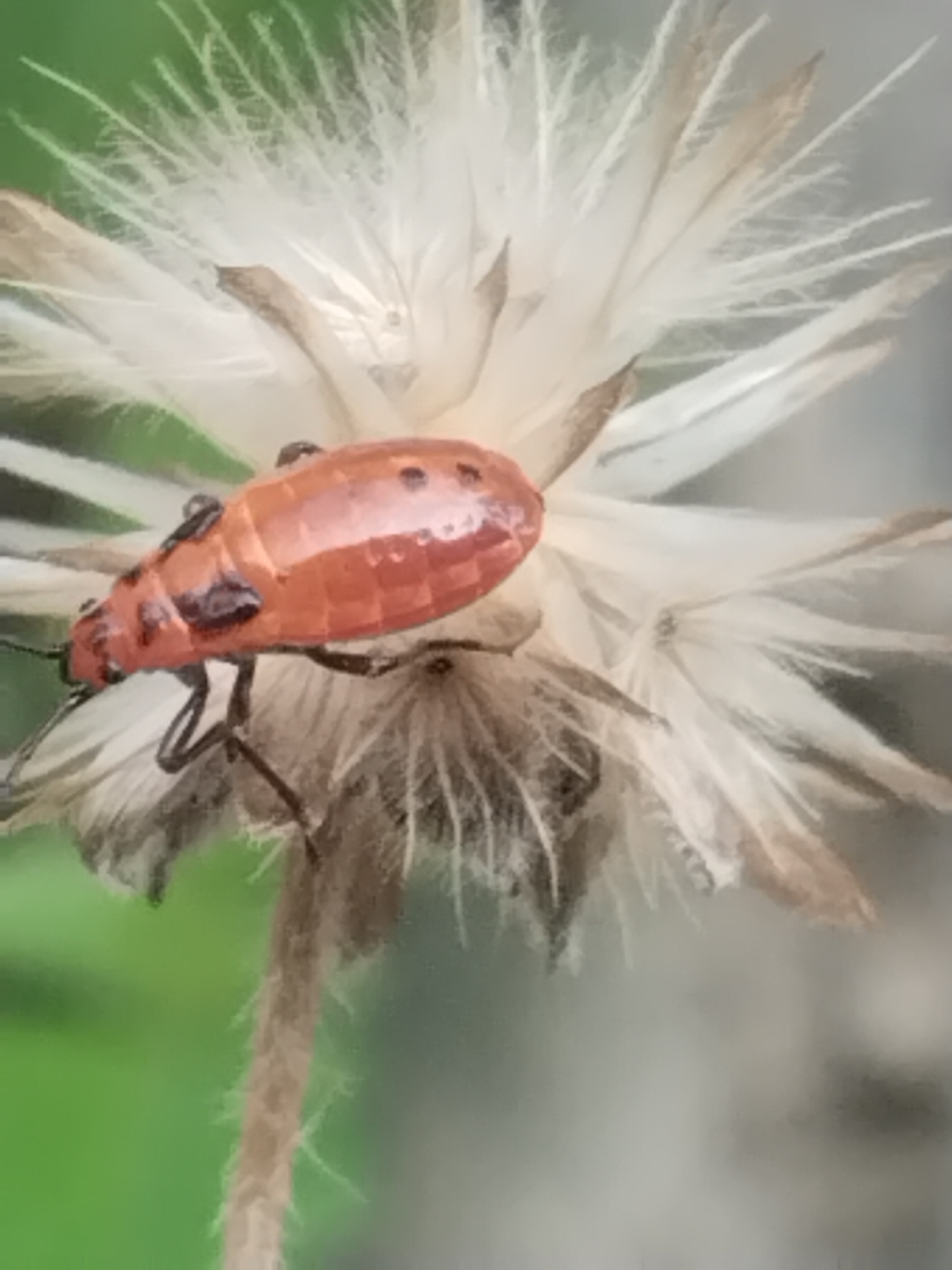 An orange insect with black markings rests on a wilting, white, daisy-like flower. The background is blurry green. The scene is located in Lhokseumawe, Indonesia.