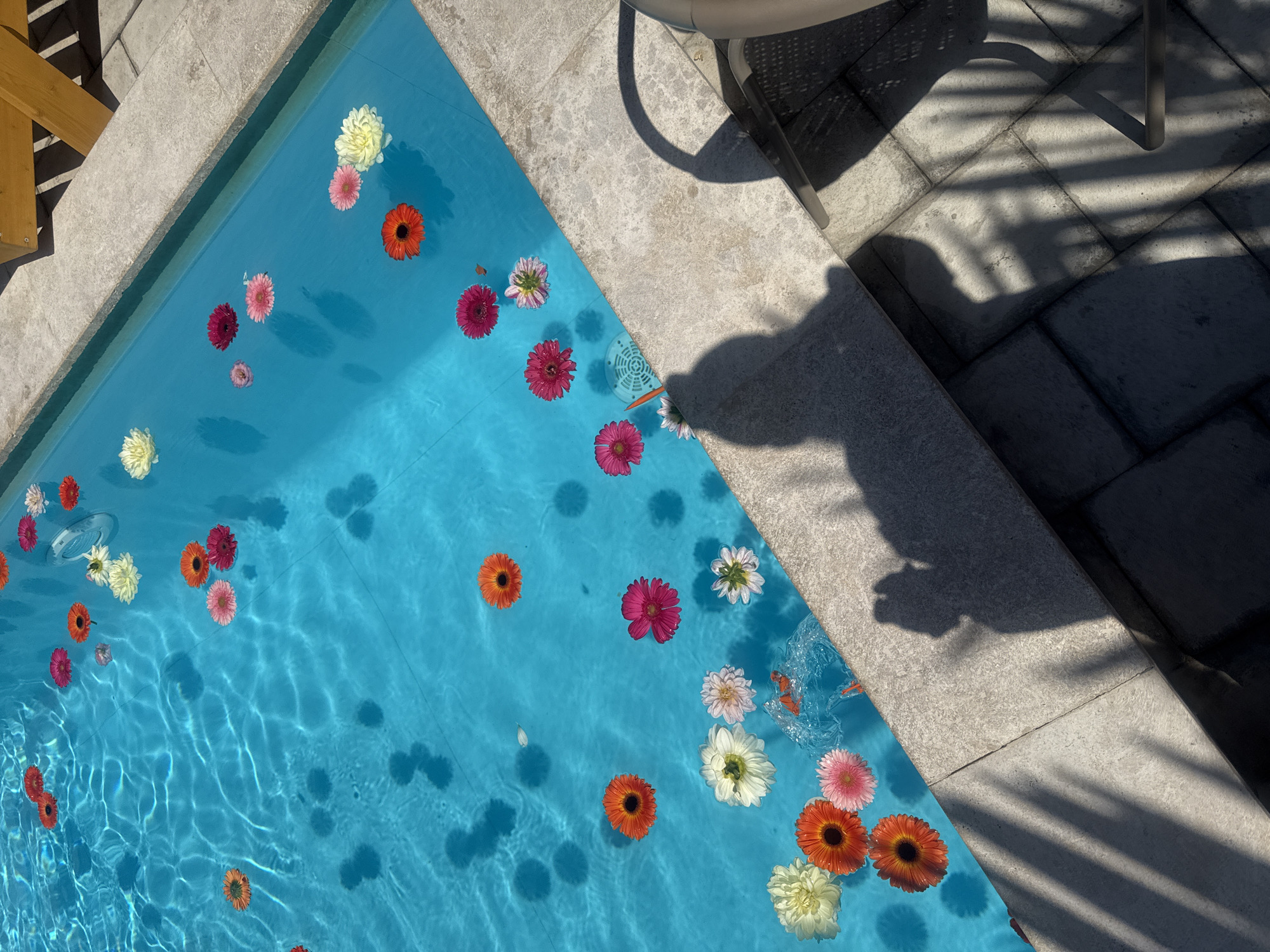 A high-angle shot captures a close-up of a swimming pool filled with bright blue water. Numerous colorful flowers, primarily gerbera daisies in shades of orange, pink, and white, are floating on the surface of the water, scattered unevenly. Shadows of palm fronds are cast across the pool's edge and the surrounding stone patio, indicating it is a sunny day. Part of a lounge chair and a wooden structure are visible at the top right of the image. The scene is likely a backyard or resort setting, given the presence of the pool and lounge chair. The exact location in Proshyan, Armenia cannot be determined from the image alone.