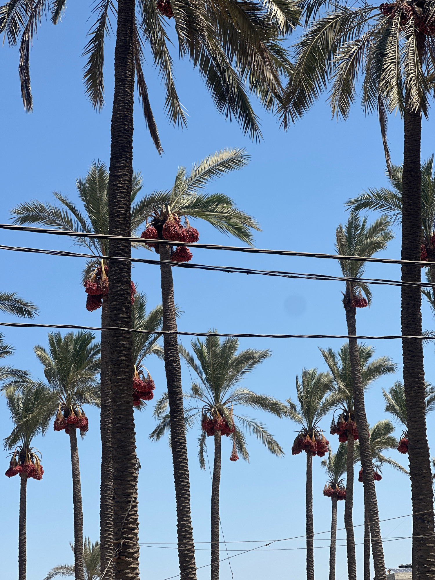 The image displays a cluster of date palm trees under a clear blue sky in Deir el-Balah, Palestinian Territories. Several trees bear heavy bunches of ripe red dates. The scene is divided by a series of horizontal power lines. The trees are tall and slender with characteristic rough bark. In the background, a few other palm trees are visible, some with clusters of dates and others without. The overall impression is one of a typical agricultural landscape in a warm climate.