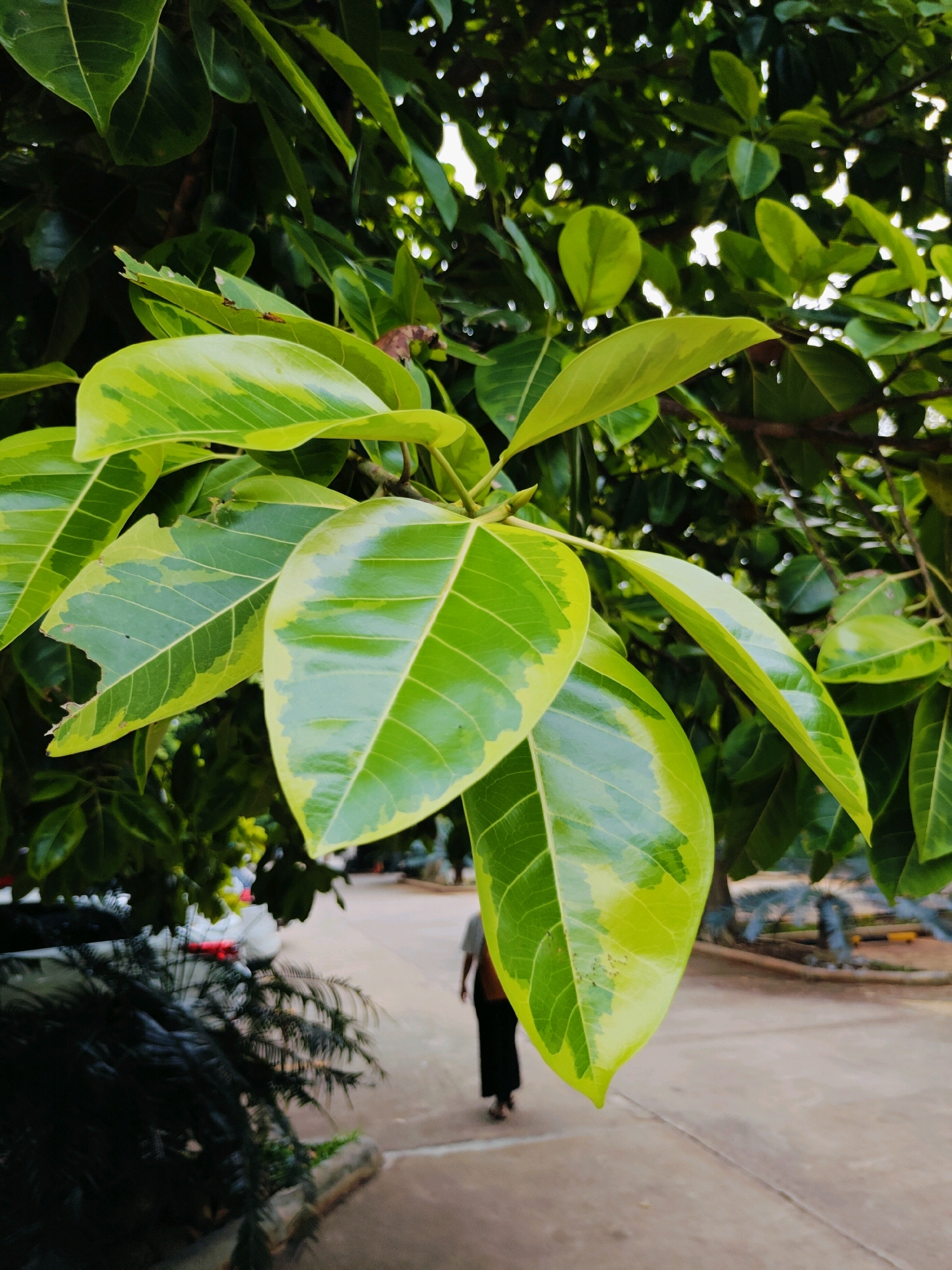 A close-up shot shows the variegated green and yellow leaves of a plant, some with tattered edges, against a blurred background of a city street in Mu Si, Thailand. A person wearing dark pants and a light-colored shirt walks away from the camera on a concrete path. Behind them, a parked car with a red interior is partially visible. The scene is captured during daylight.